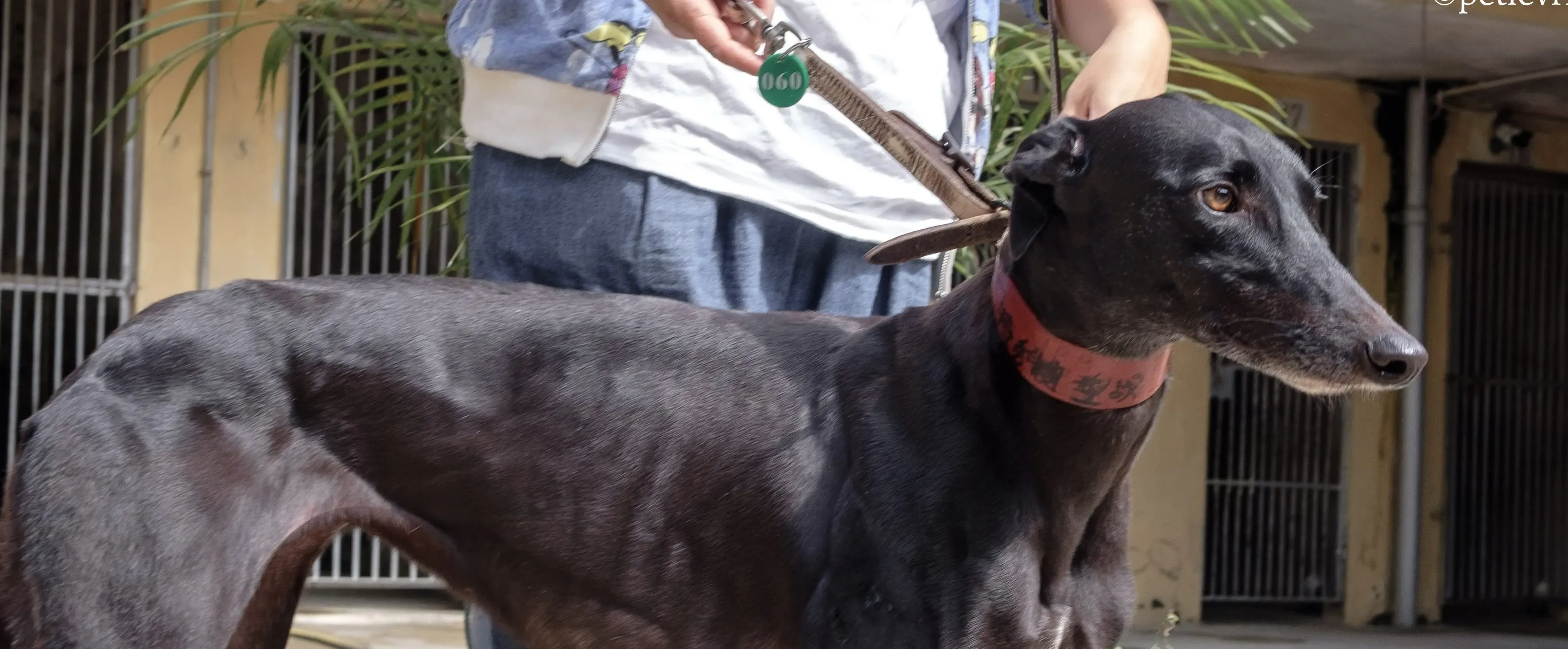 zambora rock adozione greyhound macao 10 e1544291097469