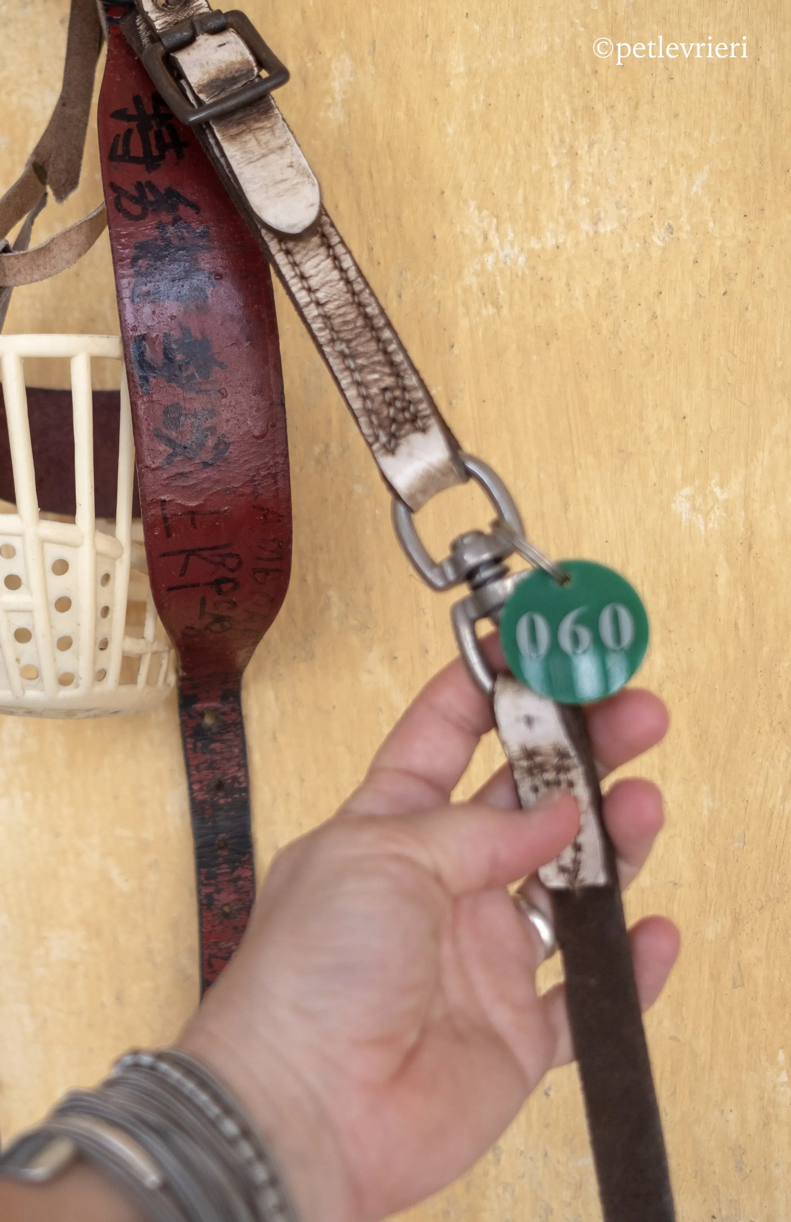 zambora rock adozione greyhound macao 11