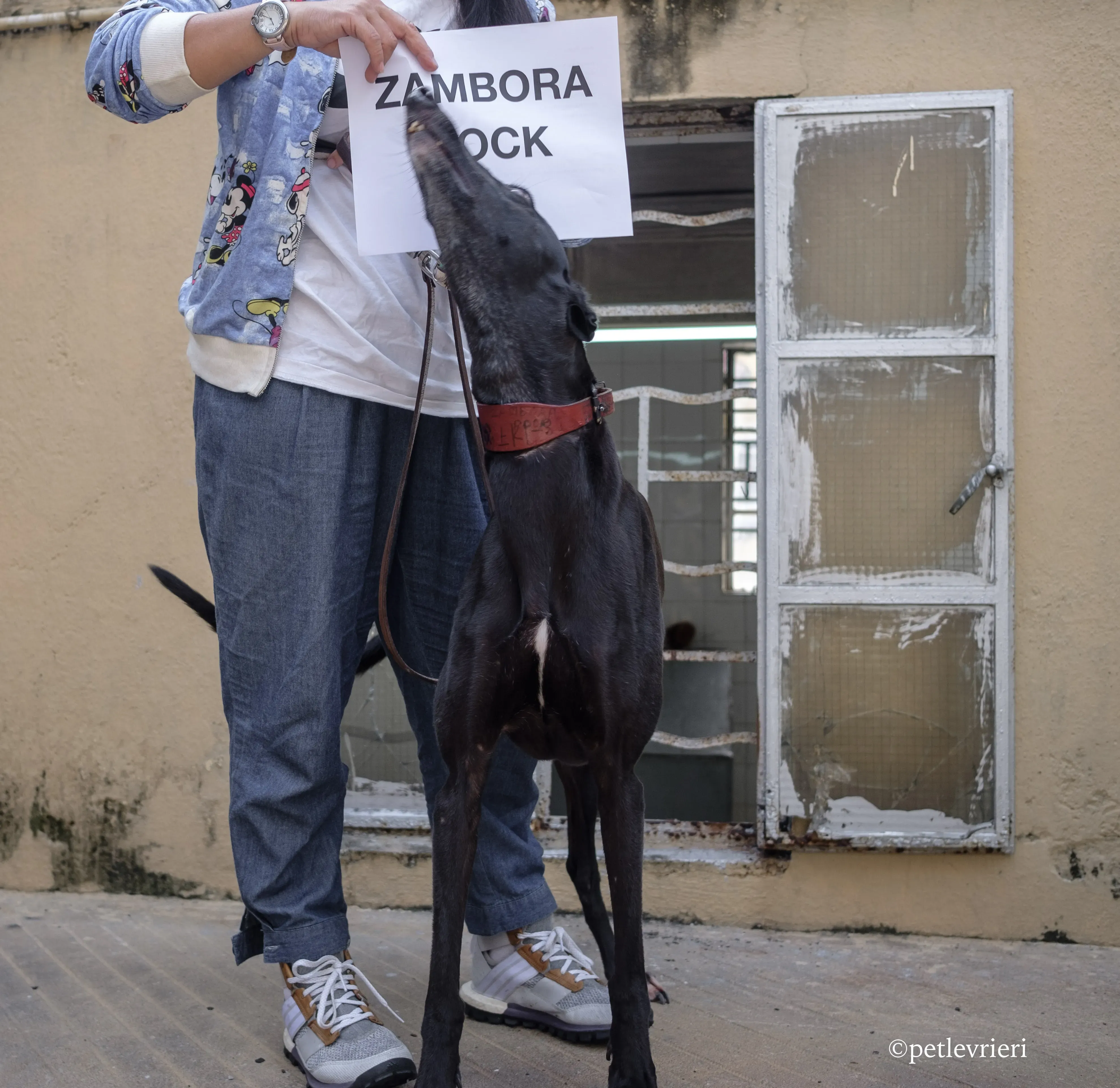 zambora rock adozione greyhound macao 2