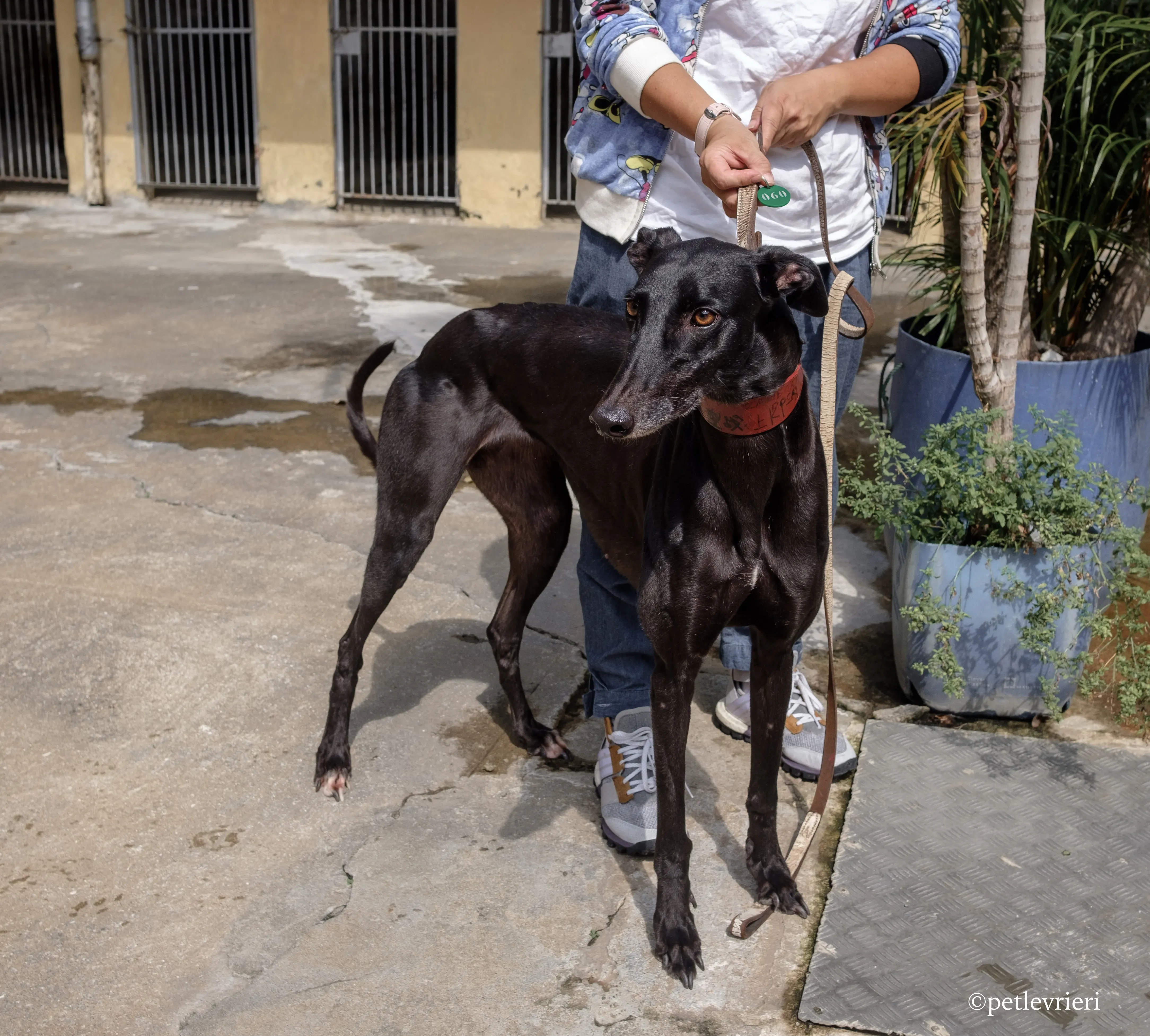 zambora rock adozione greyhound macao 3