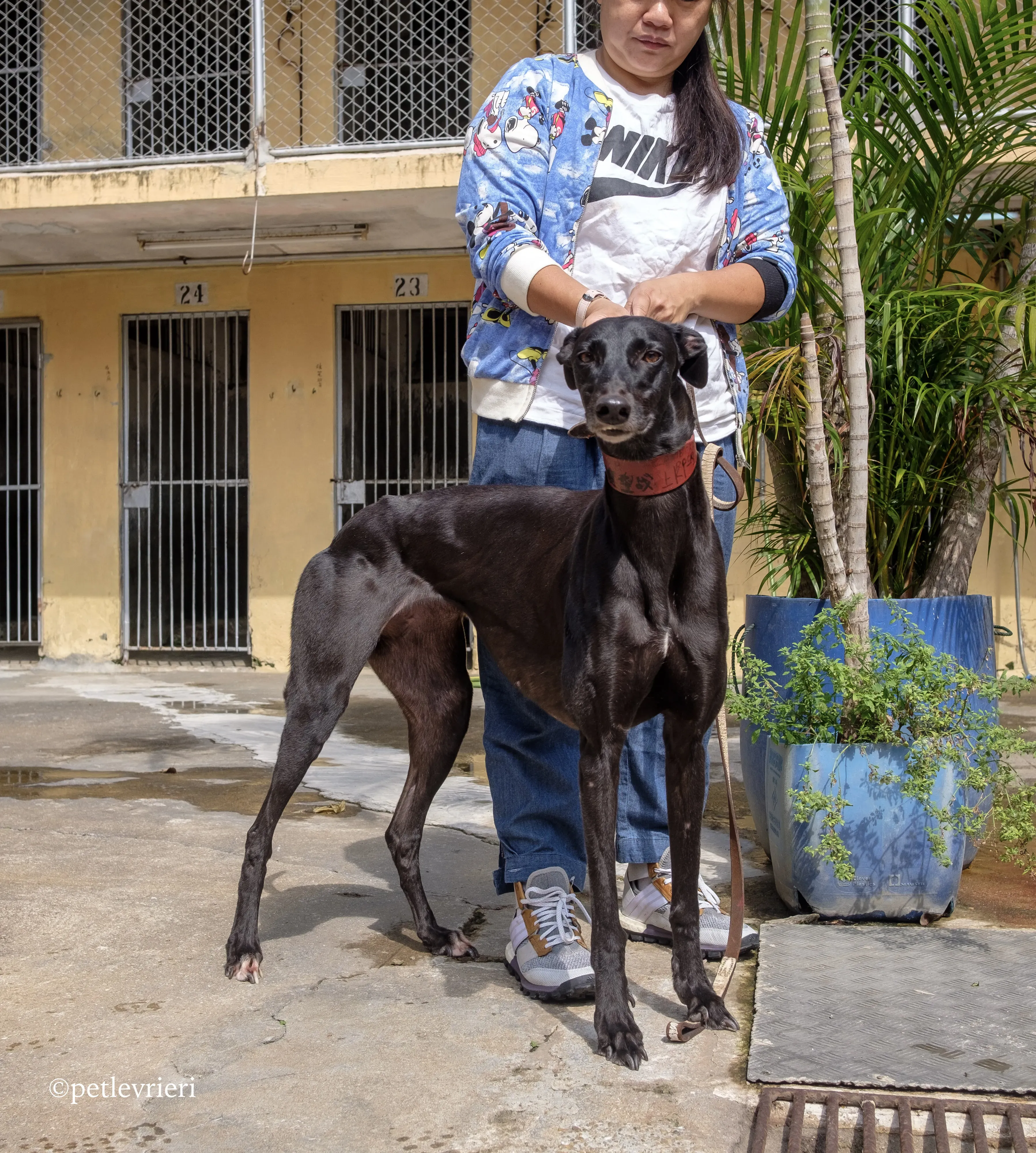 zambora rock adozione greyhound macao 4