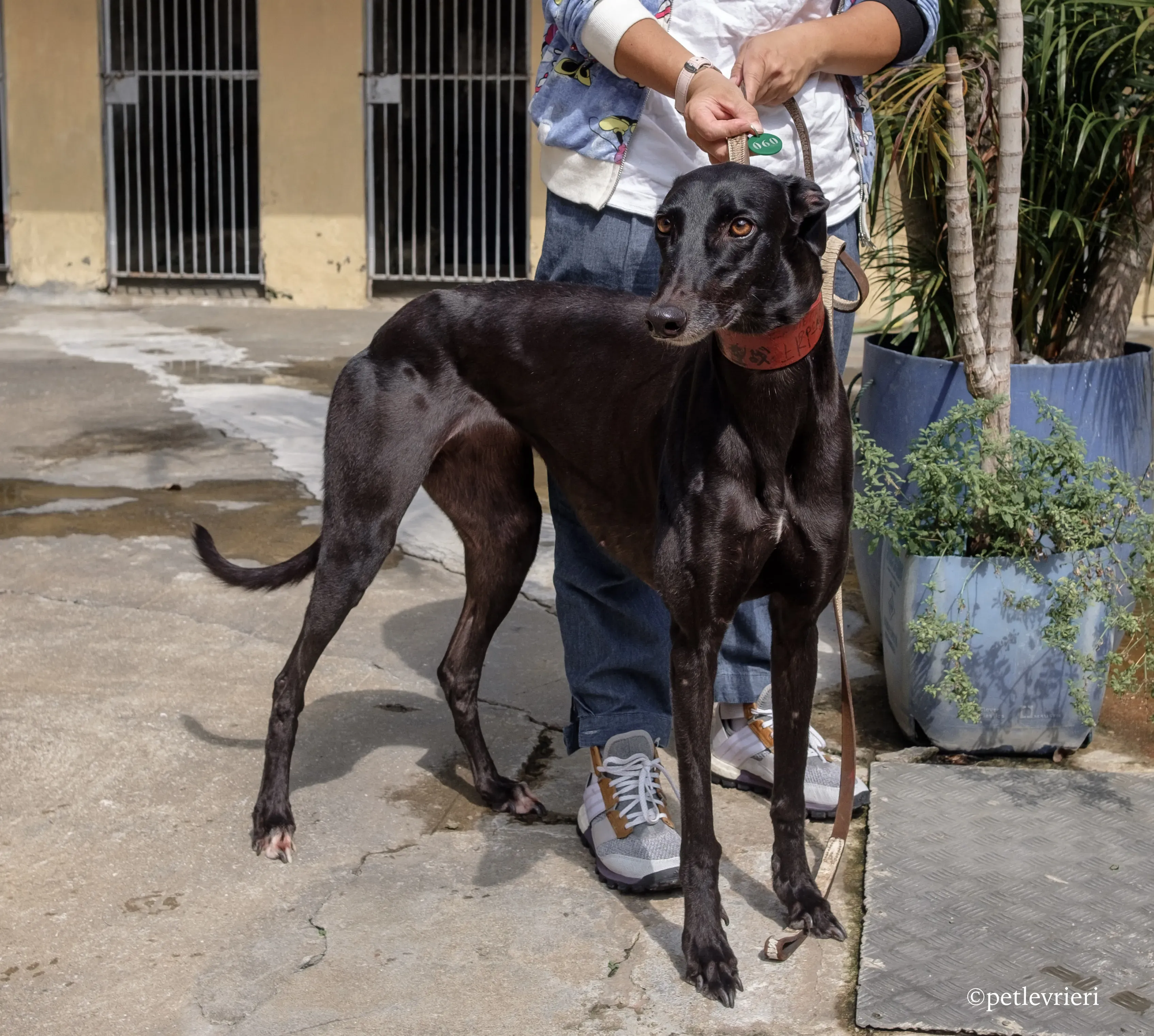 zambora rock adozione greyhound macao 5