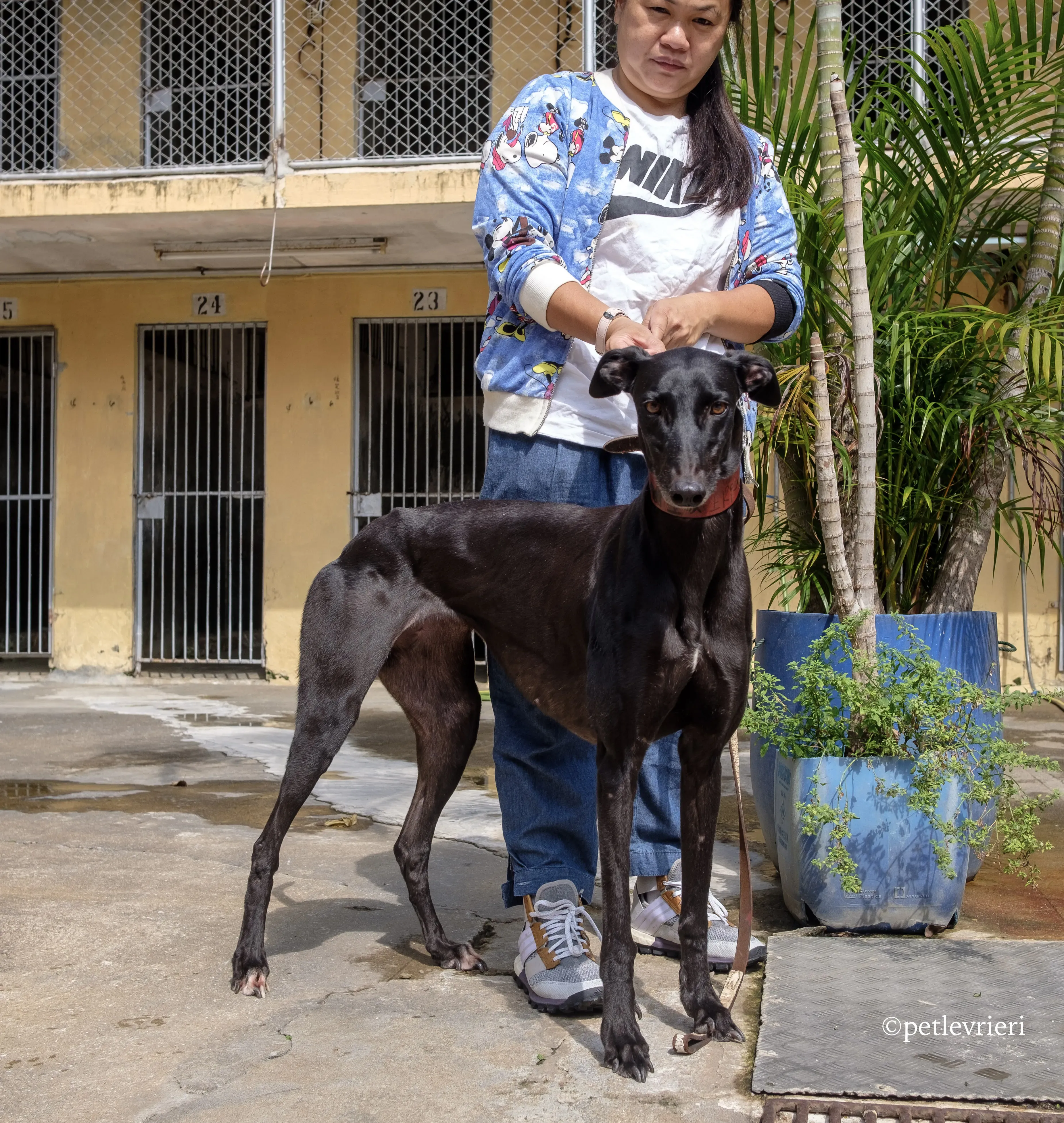 zambora rock adozione greyhound macao 6