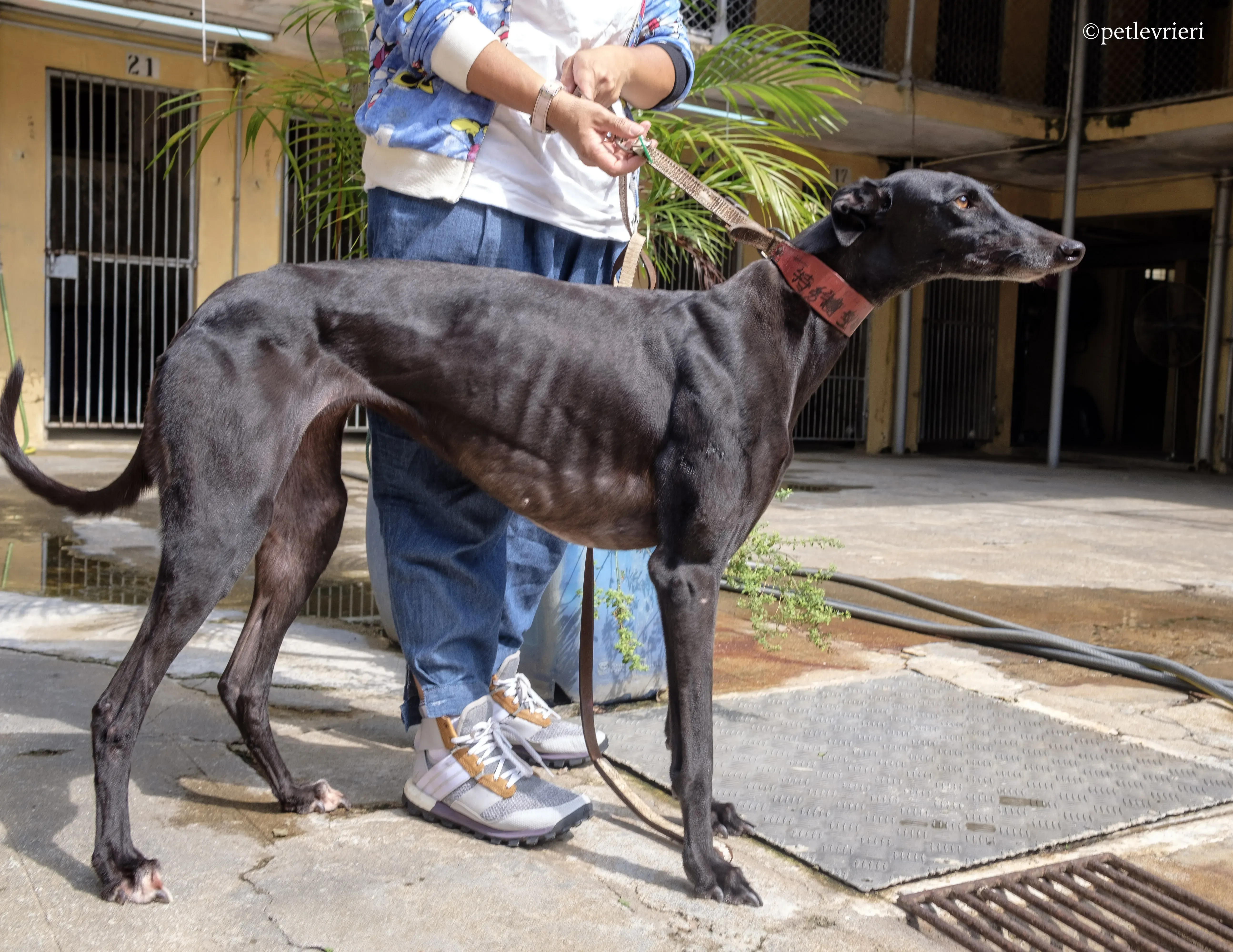 zambora rock adozione greyhound macao 7