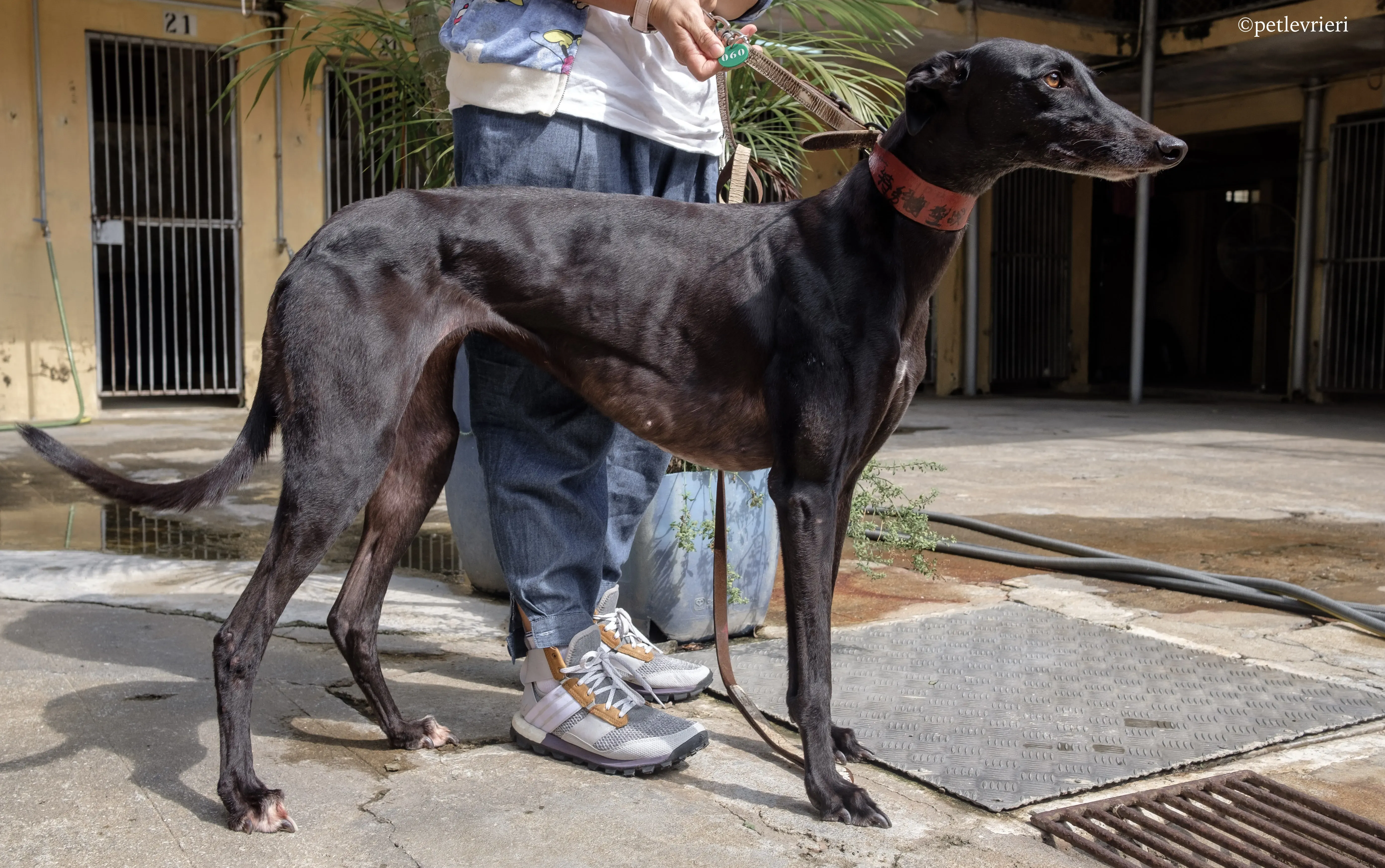 zambora rock adozione greyhound macao 8