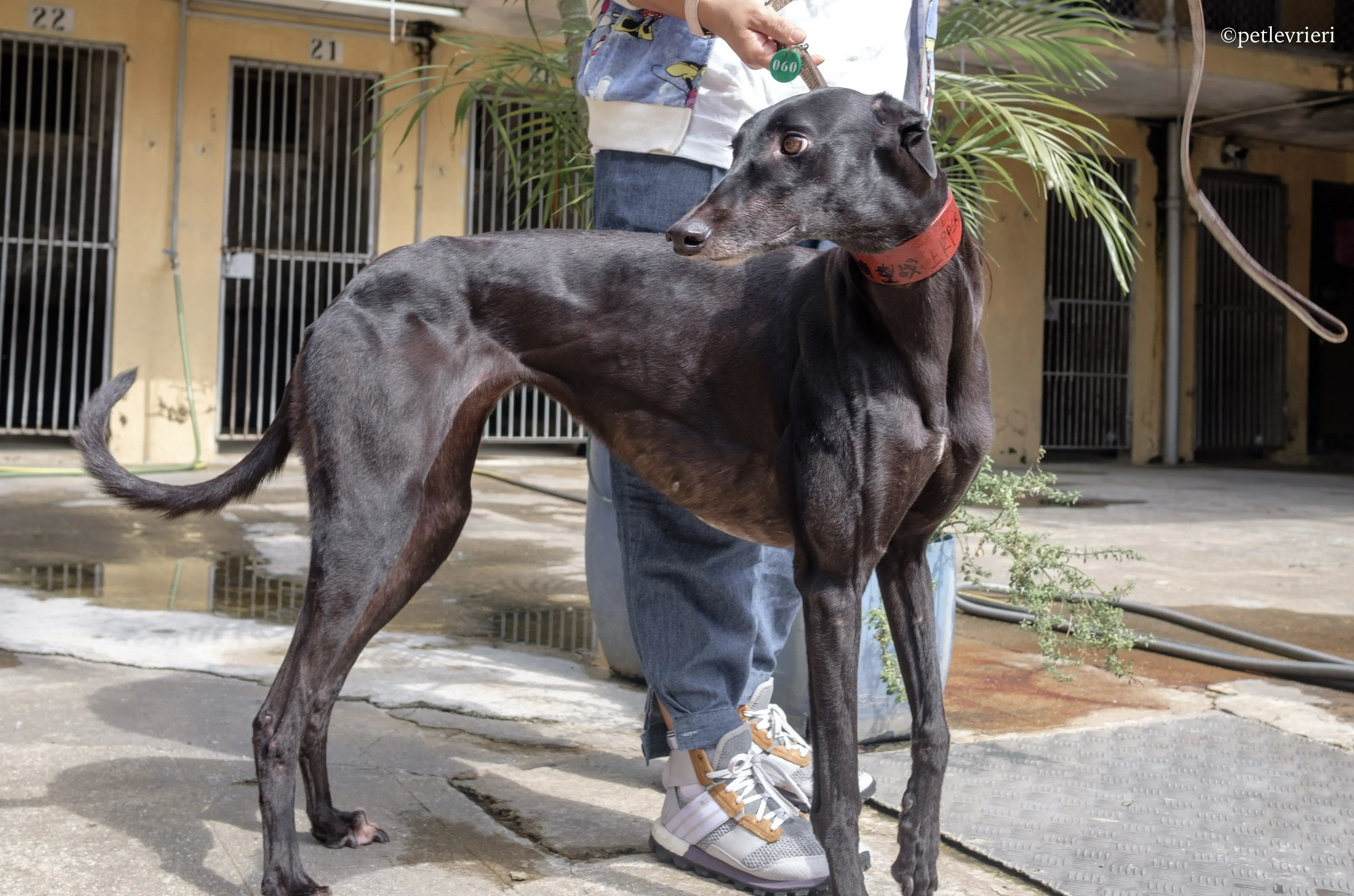 zambora rock adozione greyhound macao 9