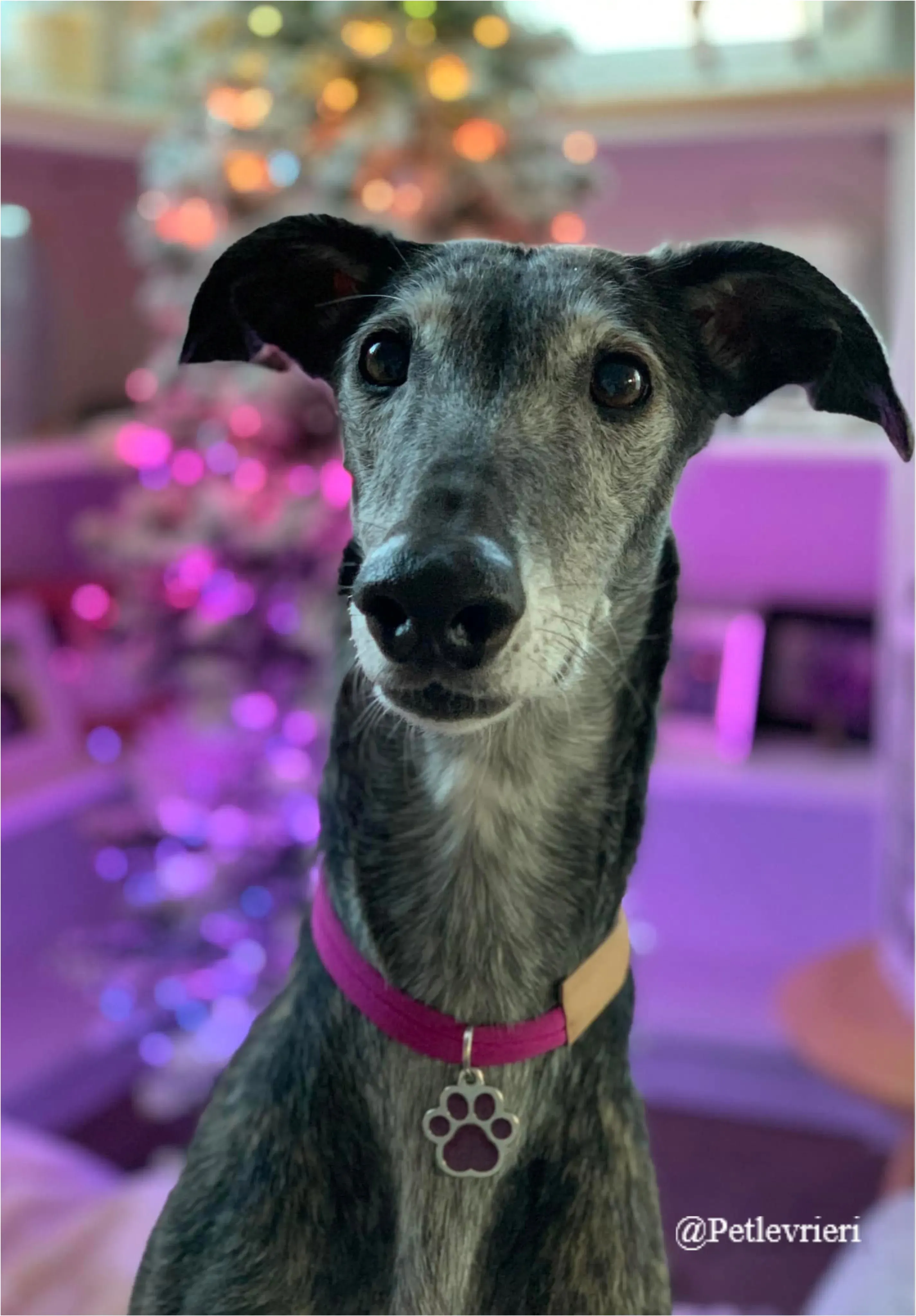 zamora pet levrieri natale.2021