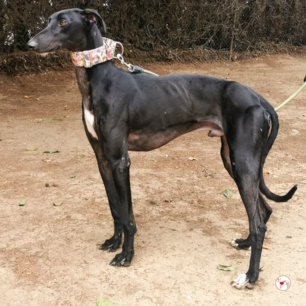 zape galgo adozione 01