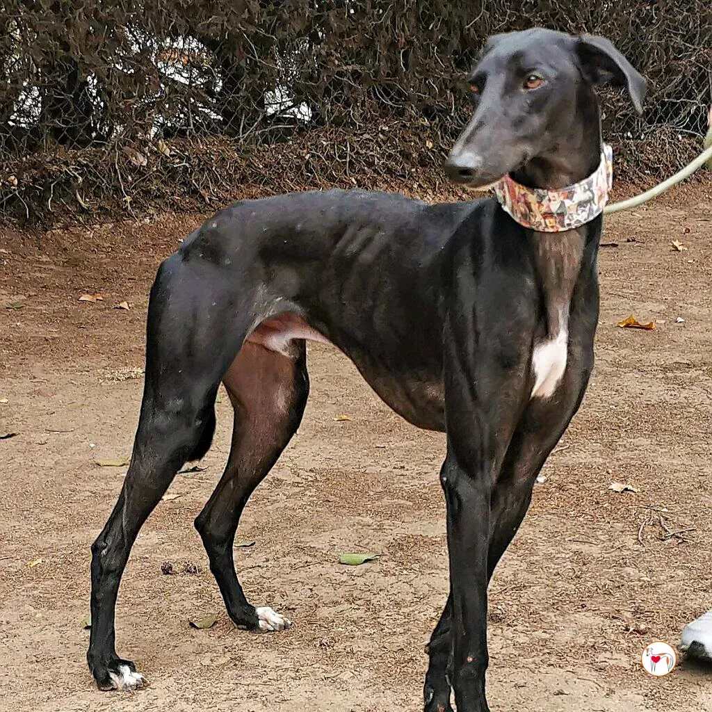 zape galgo adozione 02