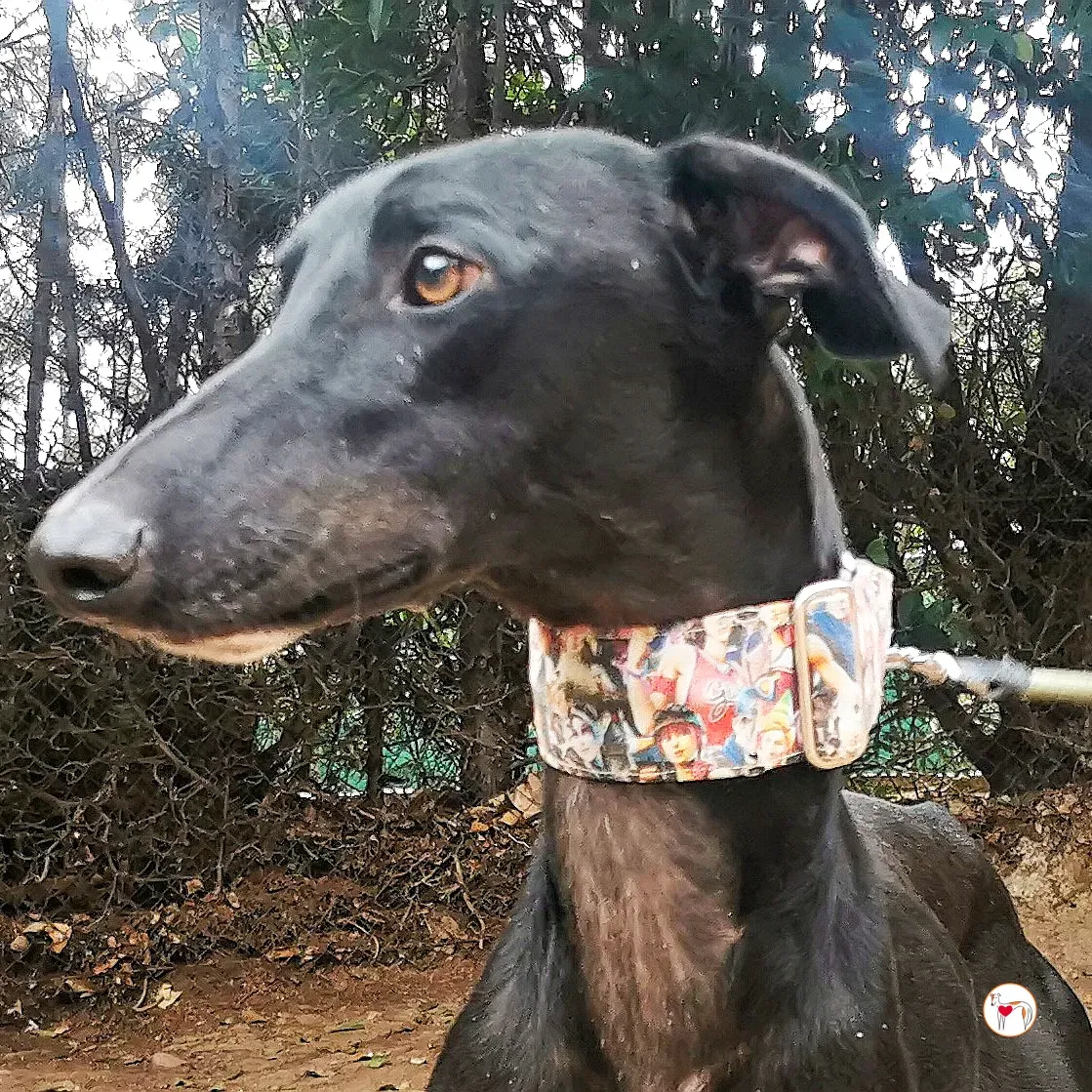 zape galgo adozione 03