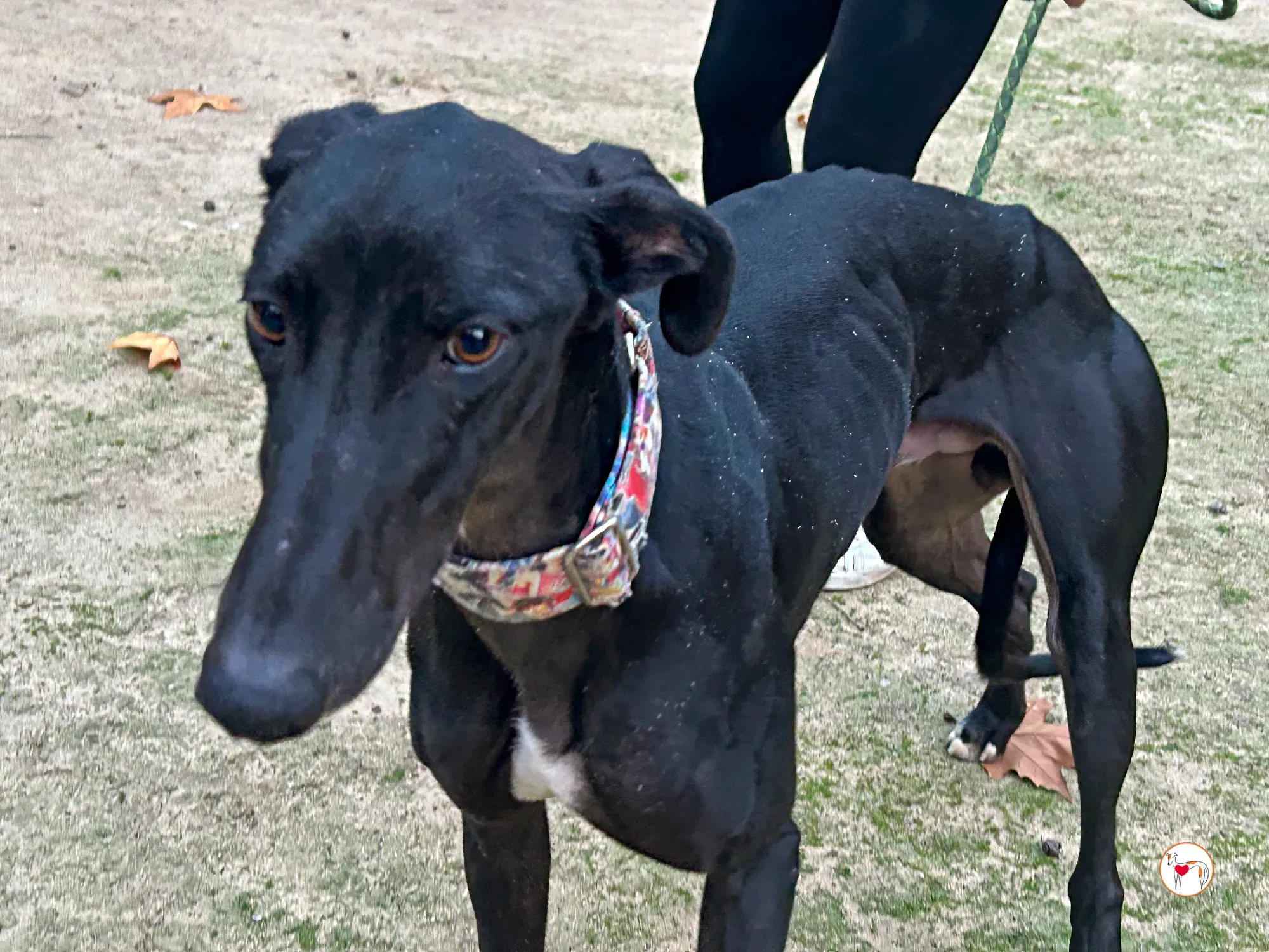 zape galgo adozione 04