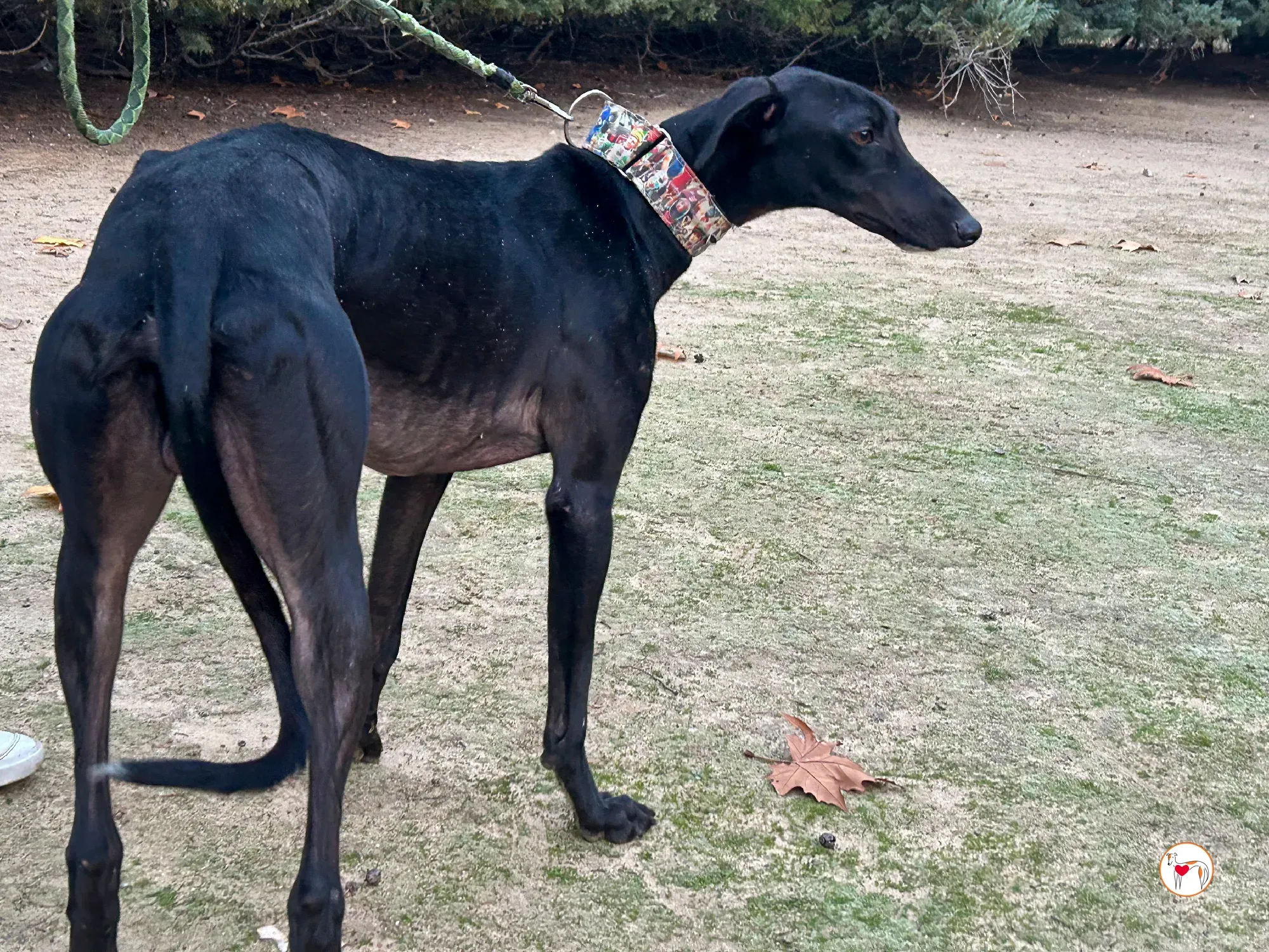 zape galgo adozione 05