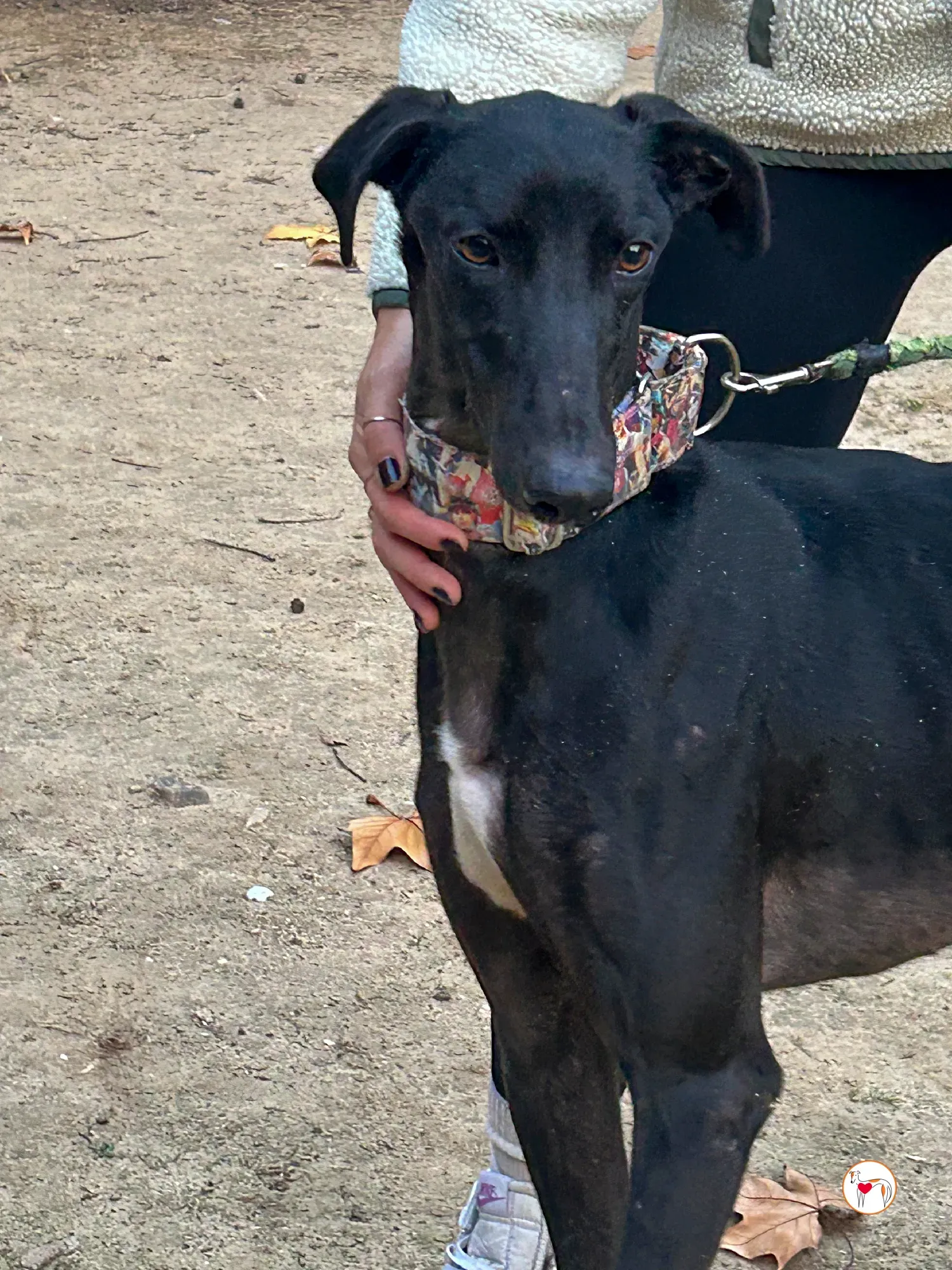 zape galgo adozione 06