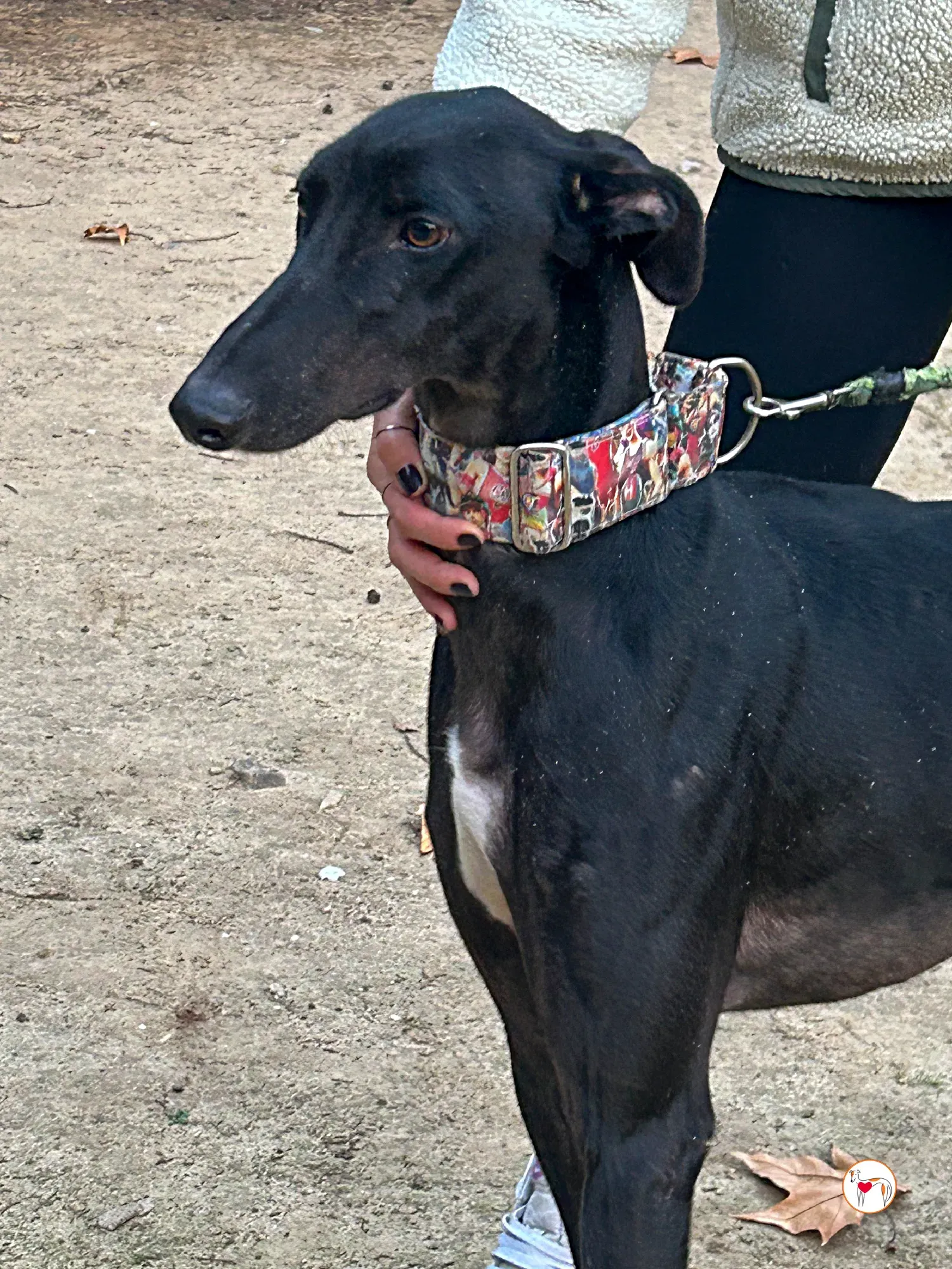 zape galgo adozione 07