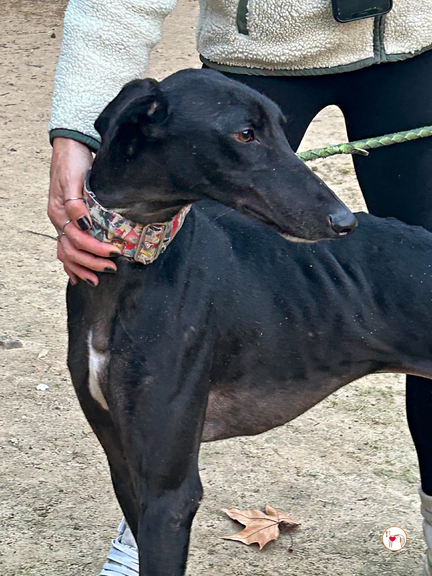 zape galgo adozione 08
