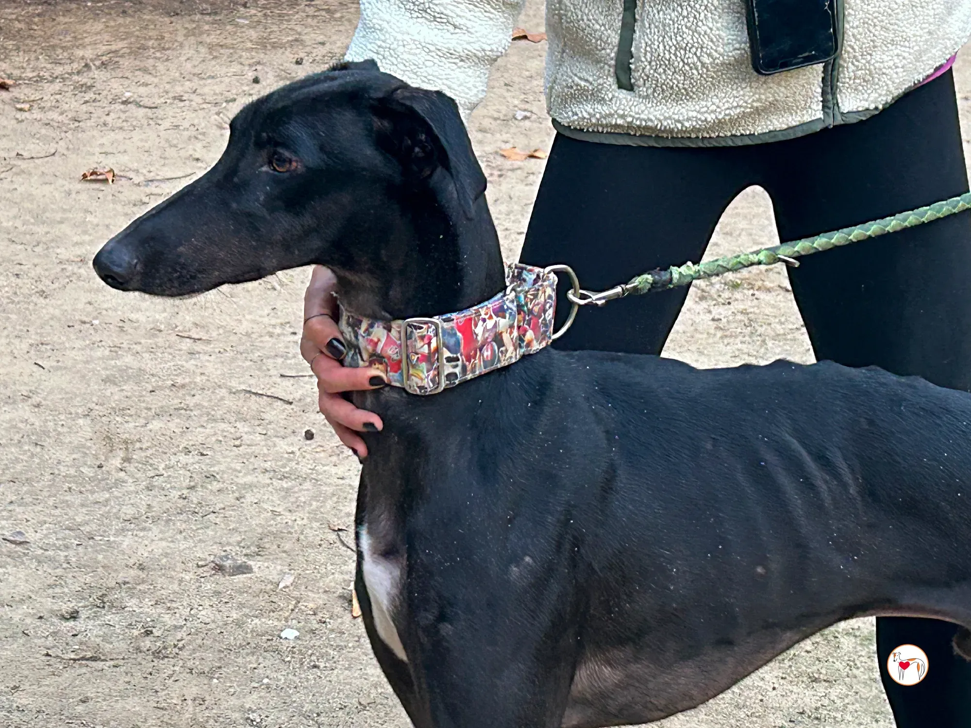 zape galgo adozione 09