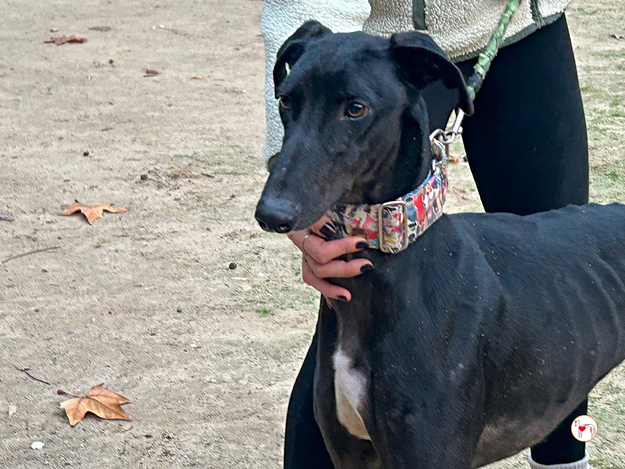 zape galgo adozione 10