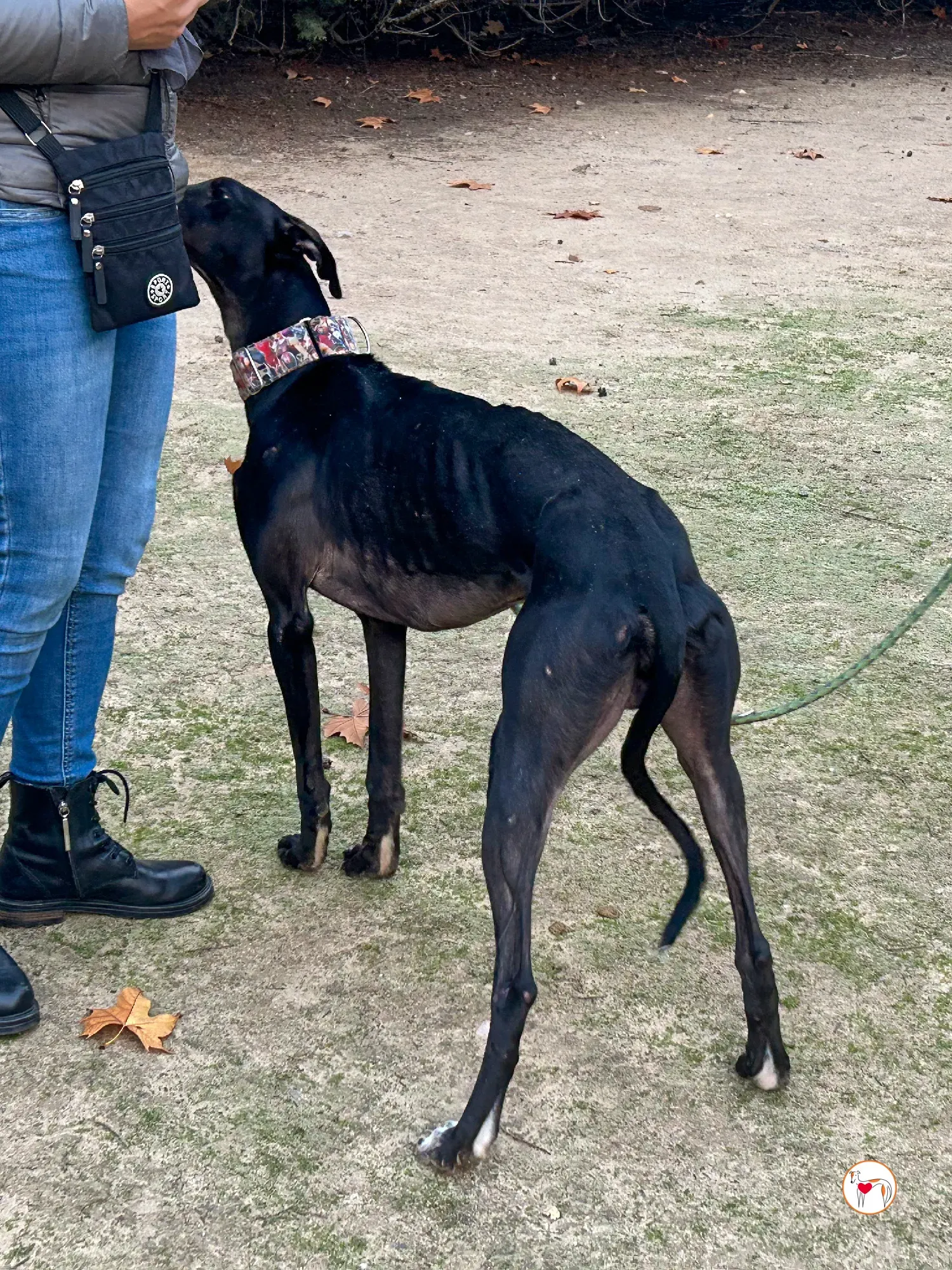 zape galgo adozione 11