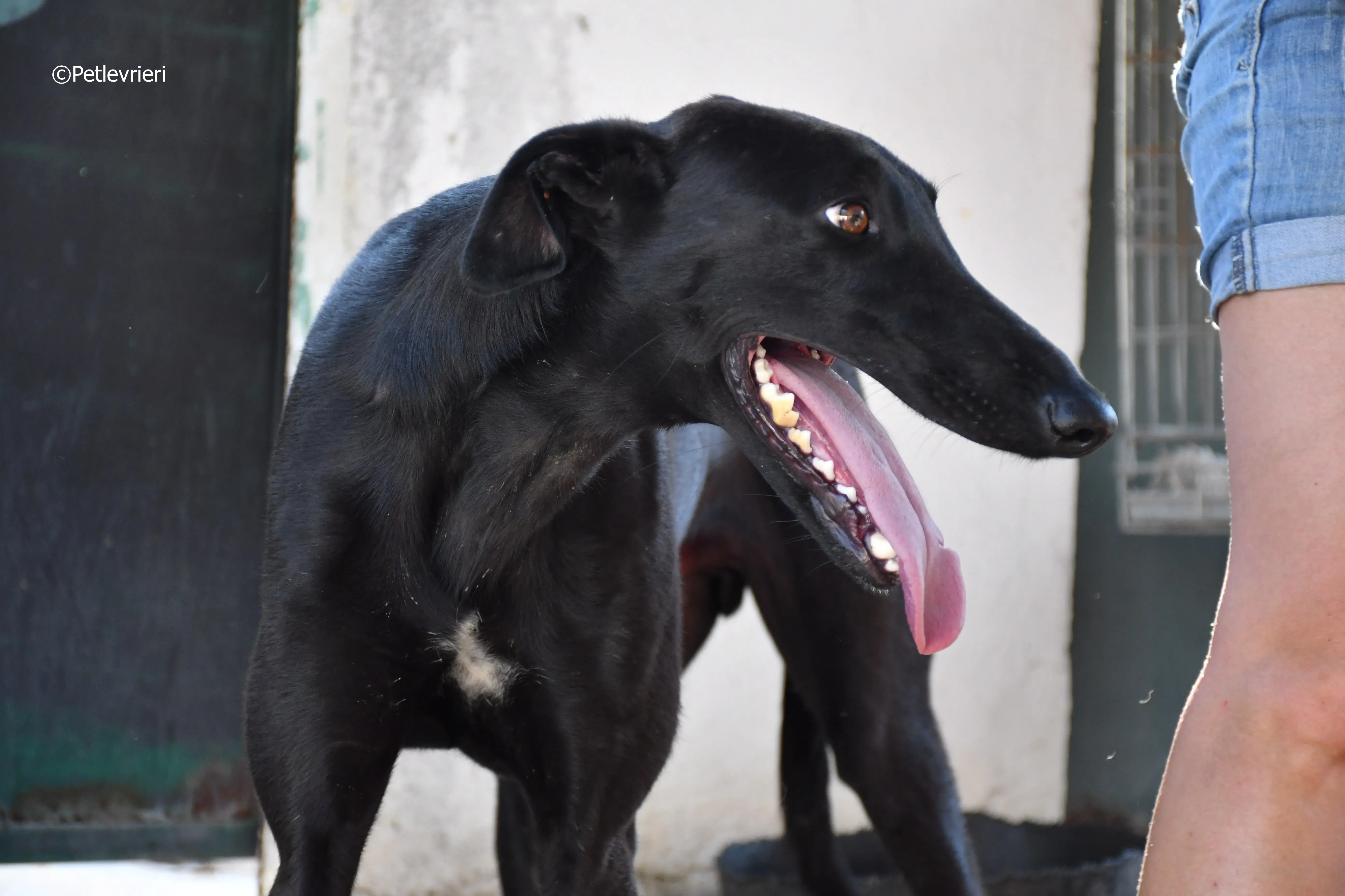 zar adozione levrieri galgo 1