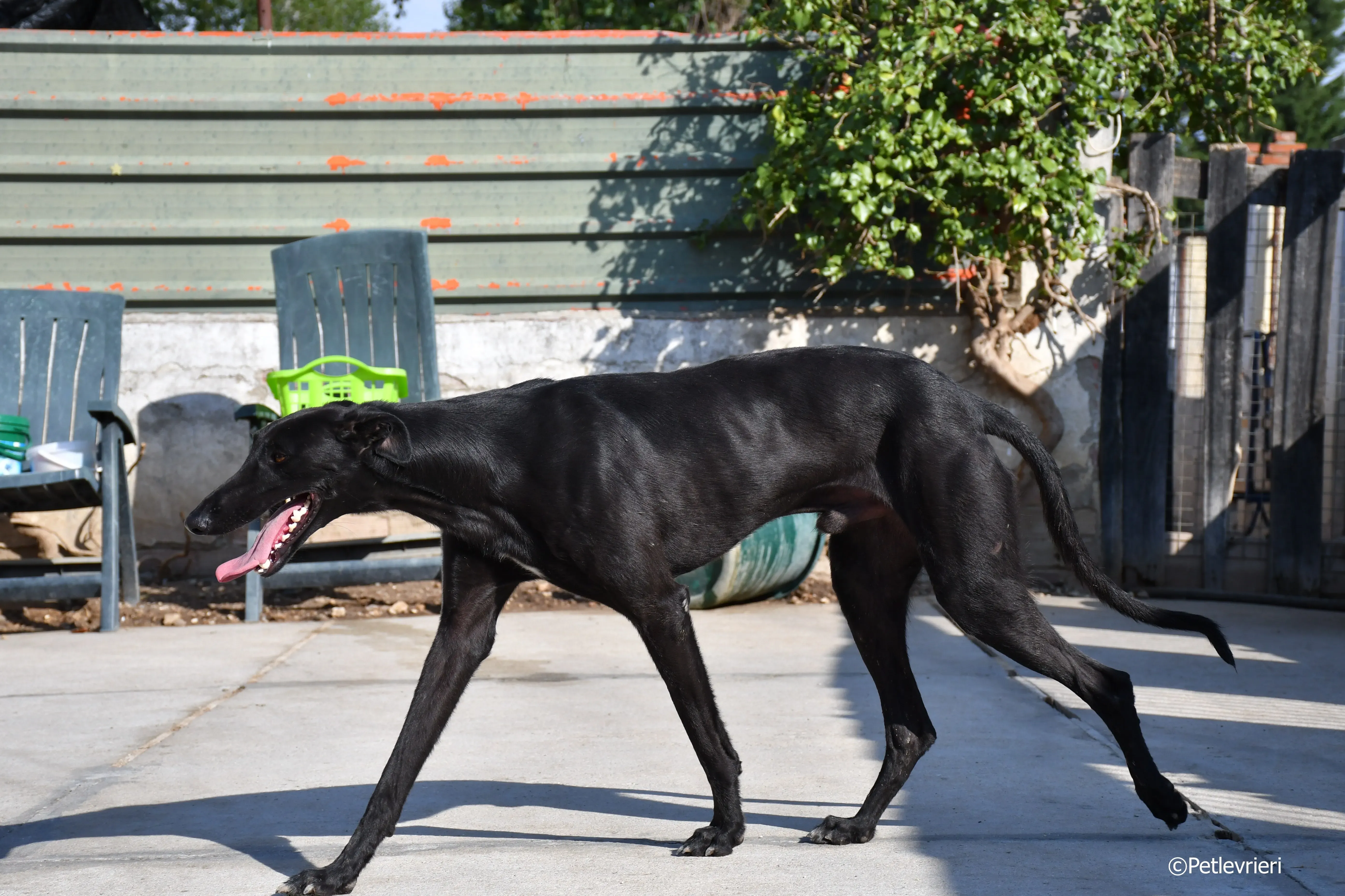 zar adozione levrieri galgo 10