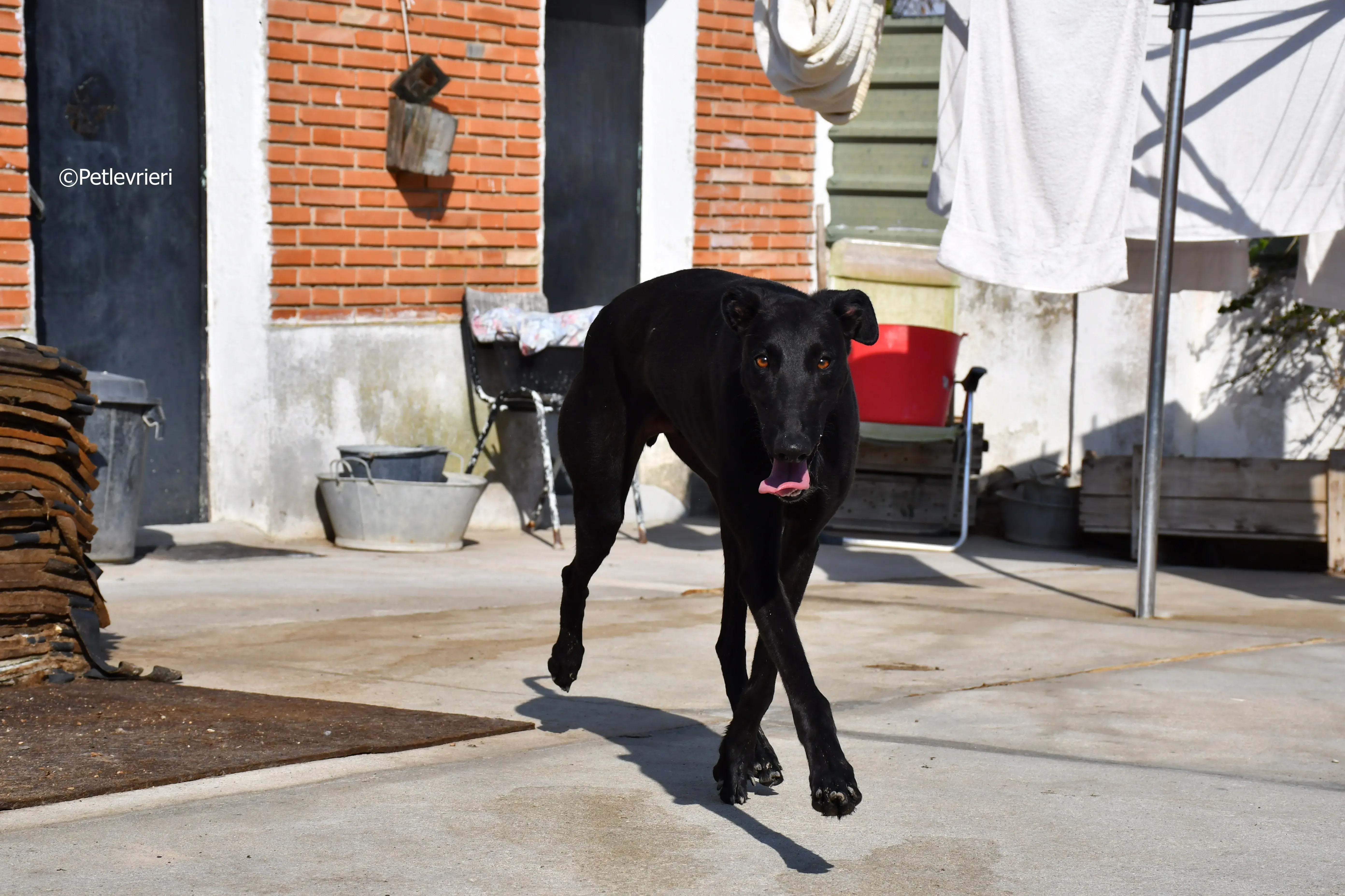 zar adozione levrieri galgo 11