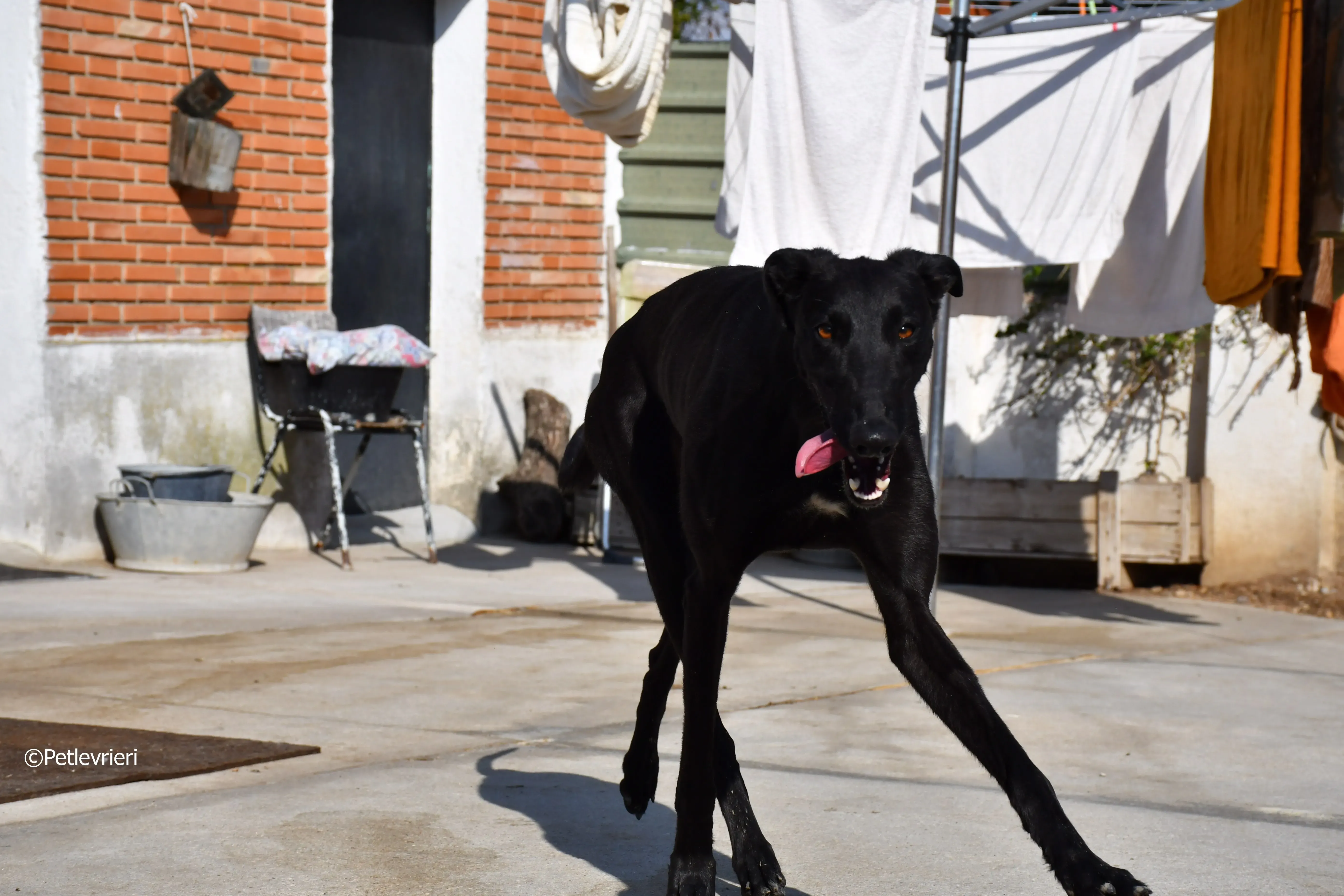 zar adozione levrieri galgo 12