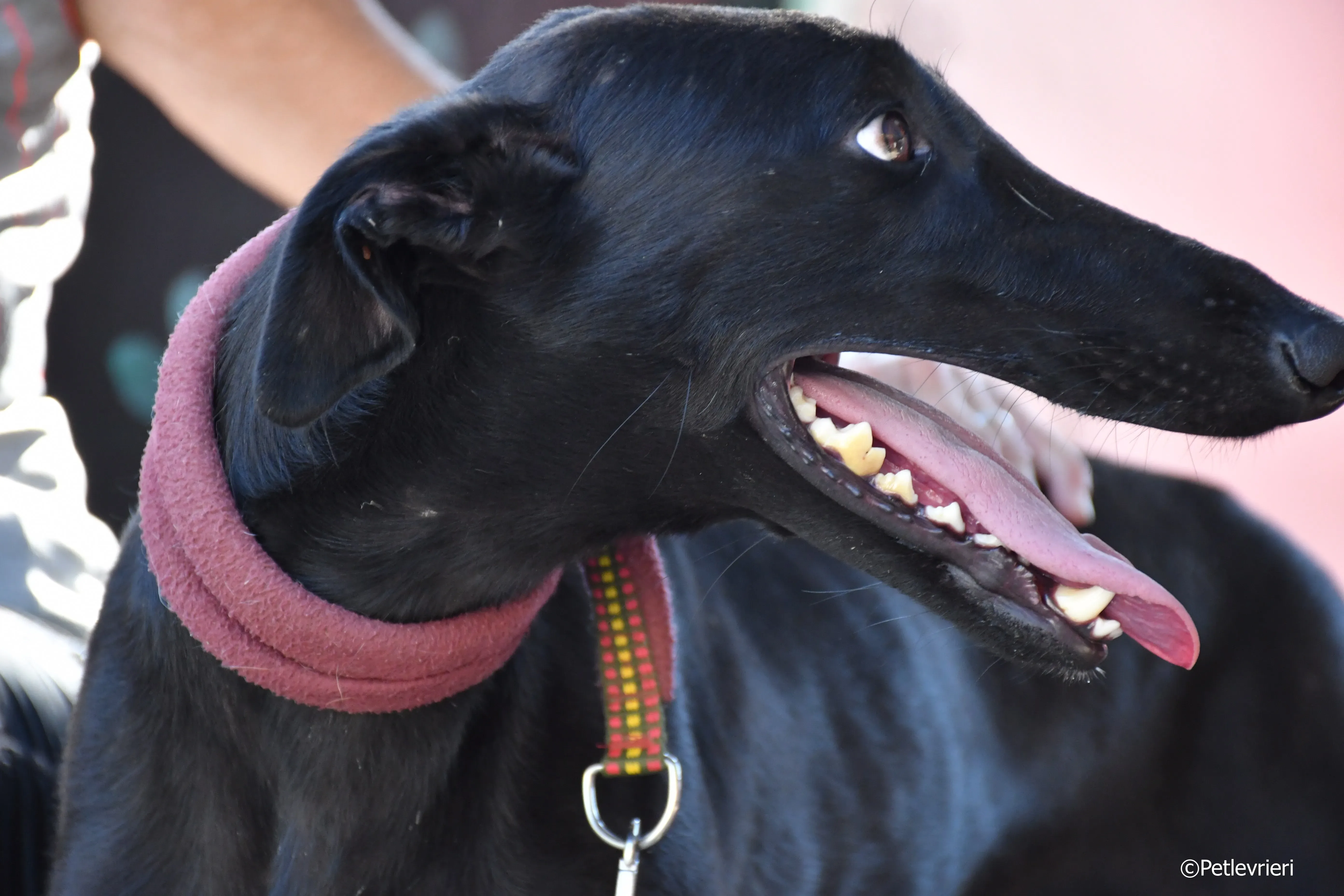 zar adozione levrieri galgo 13