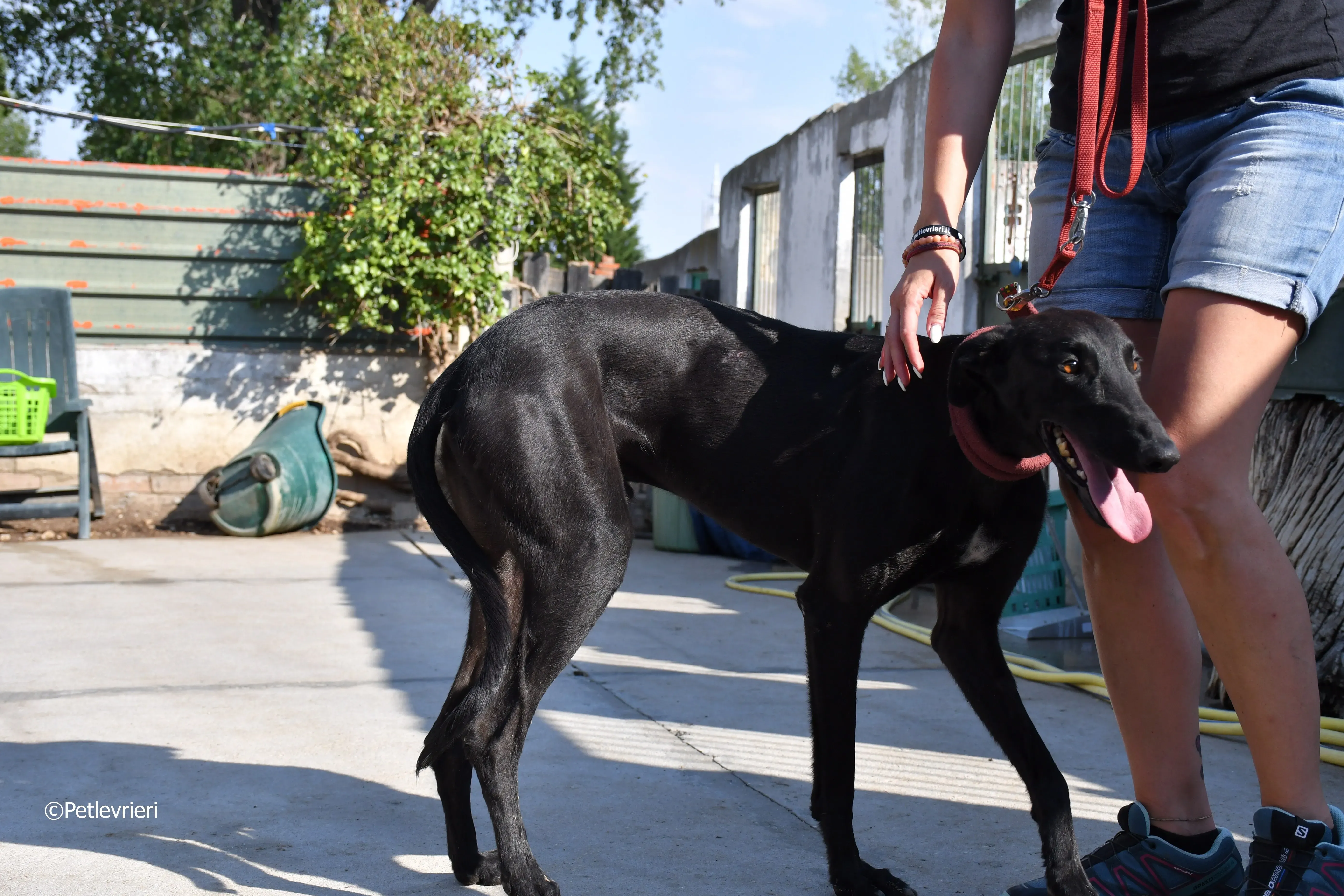 zar adozione levrieri galgo 14