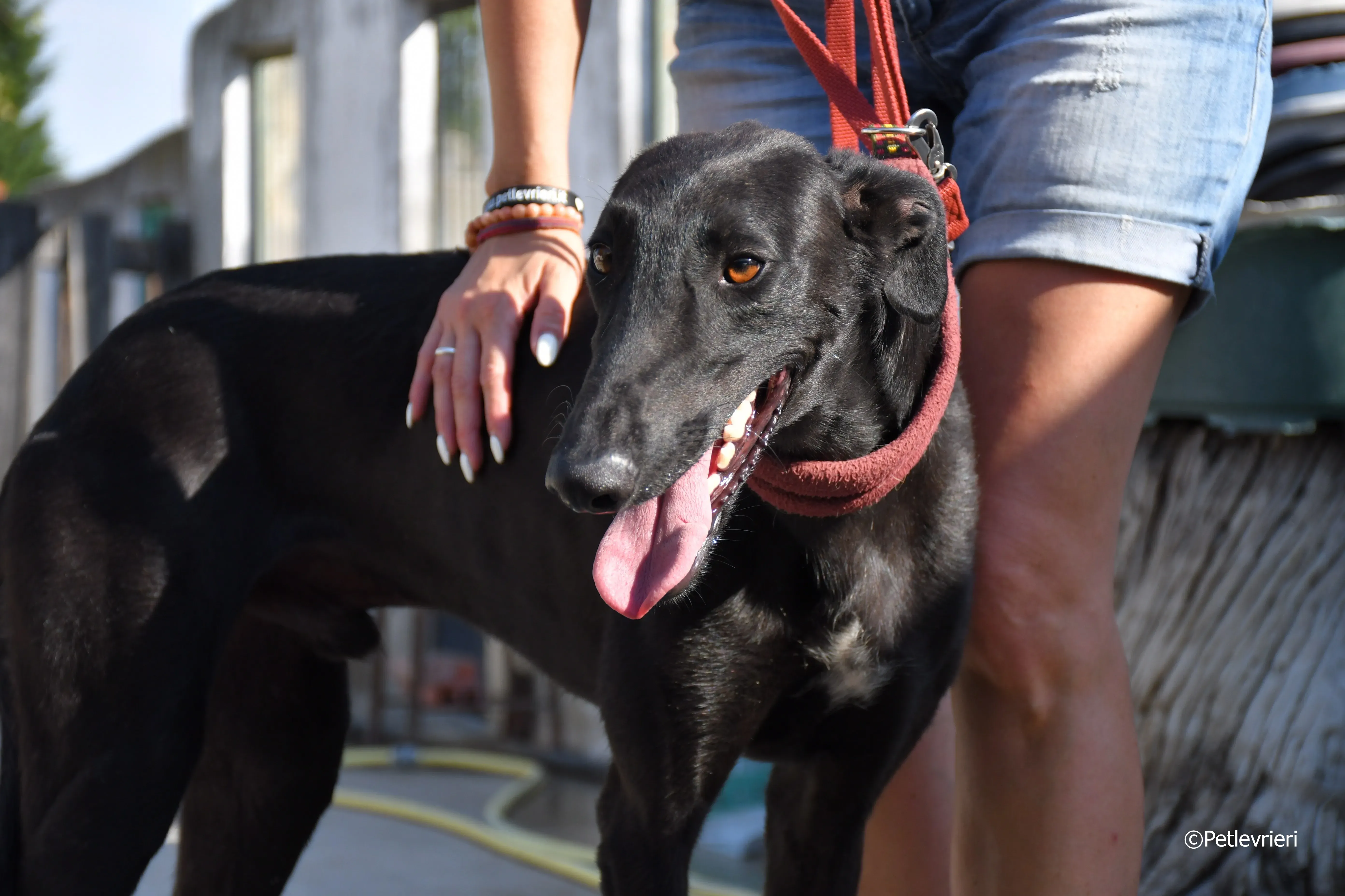 zar adozione levrieri galgo 15