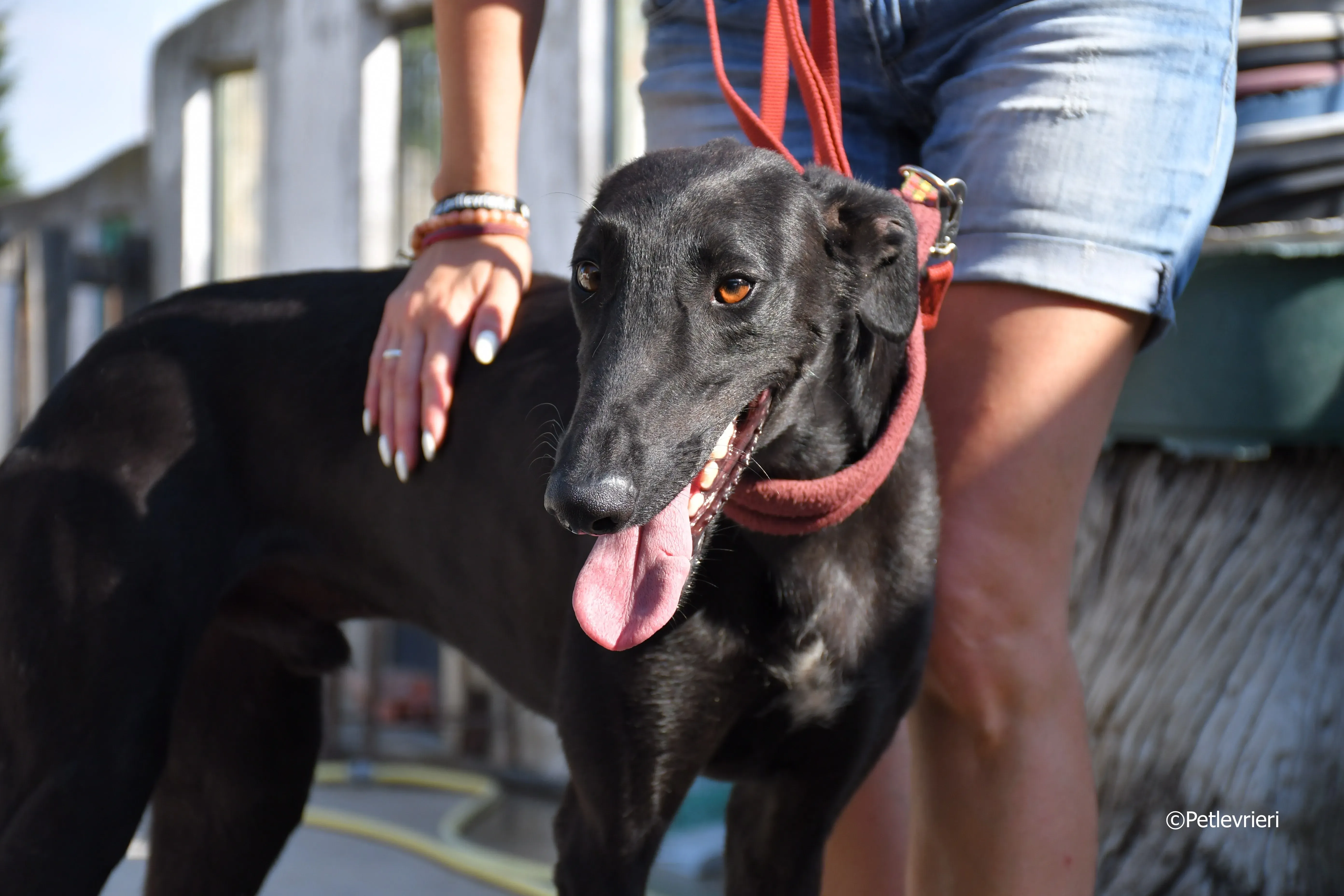 zar adozione levrieri galgo 16