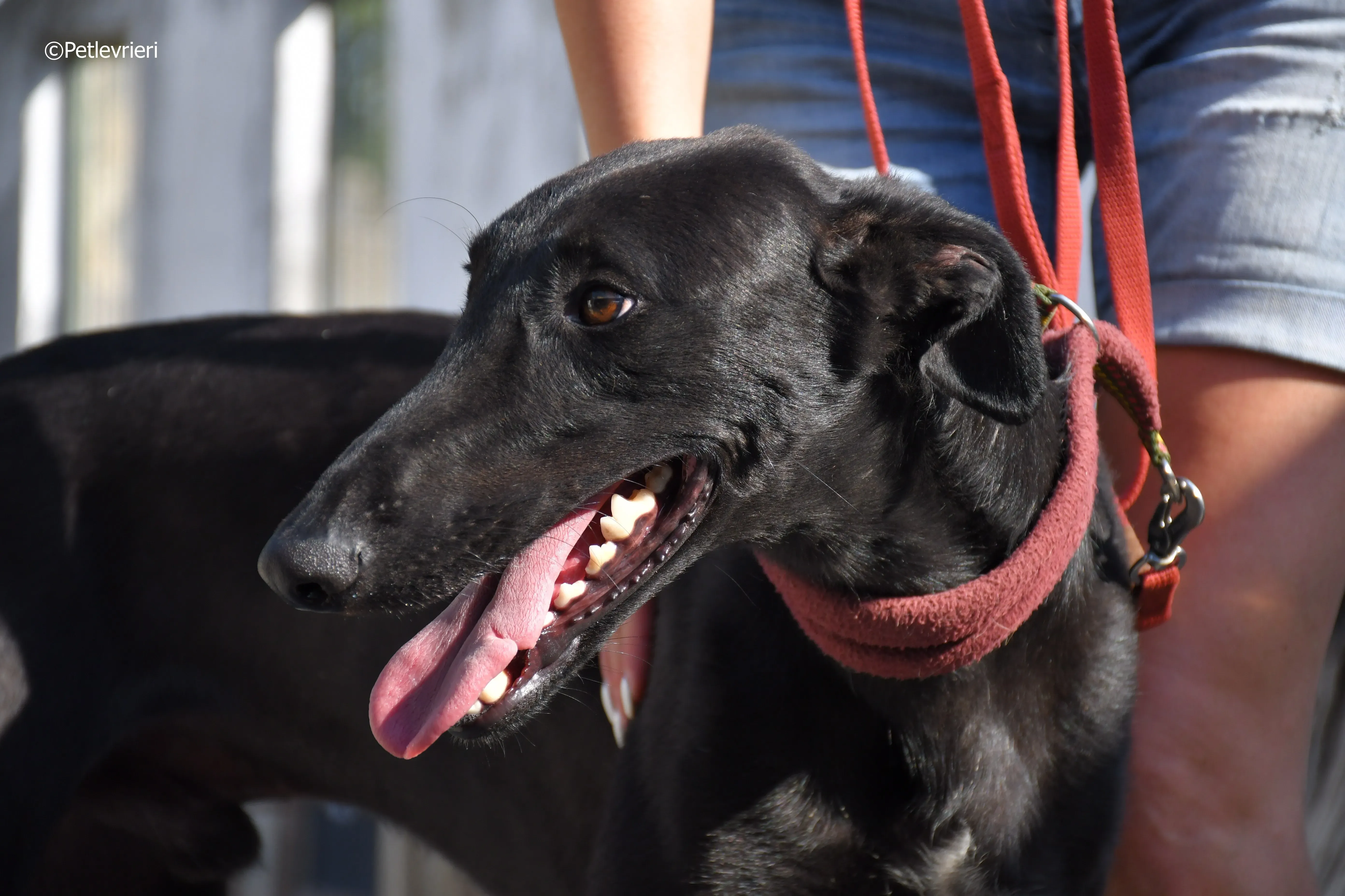 zar adozione levrieri galgo 17