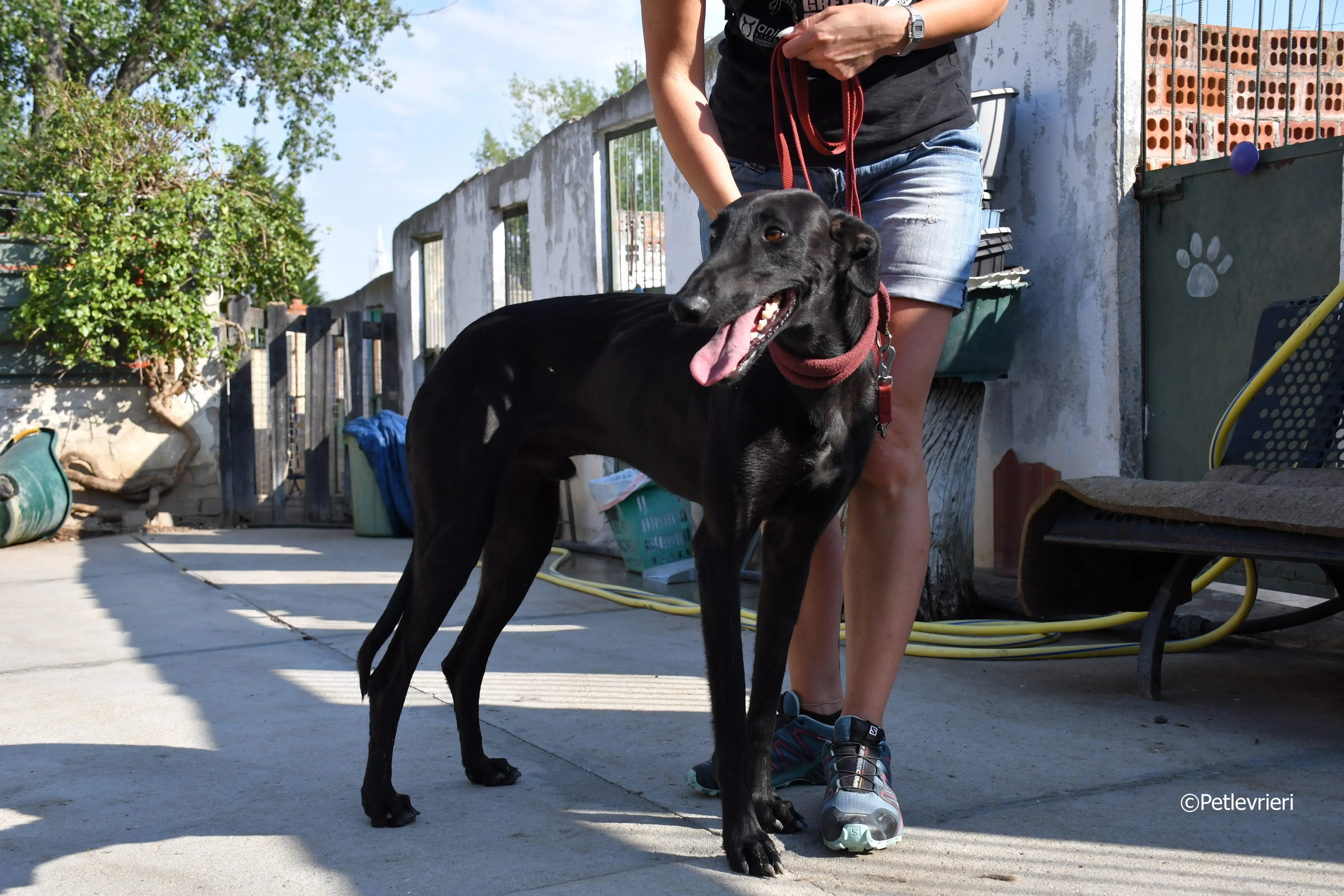 zar adozione levrieri galgo 18