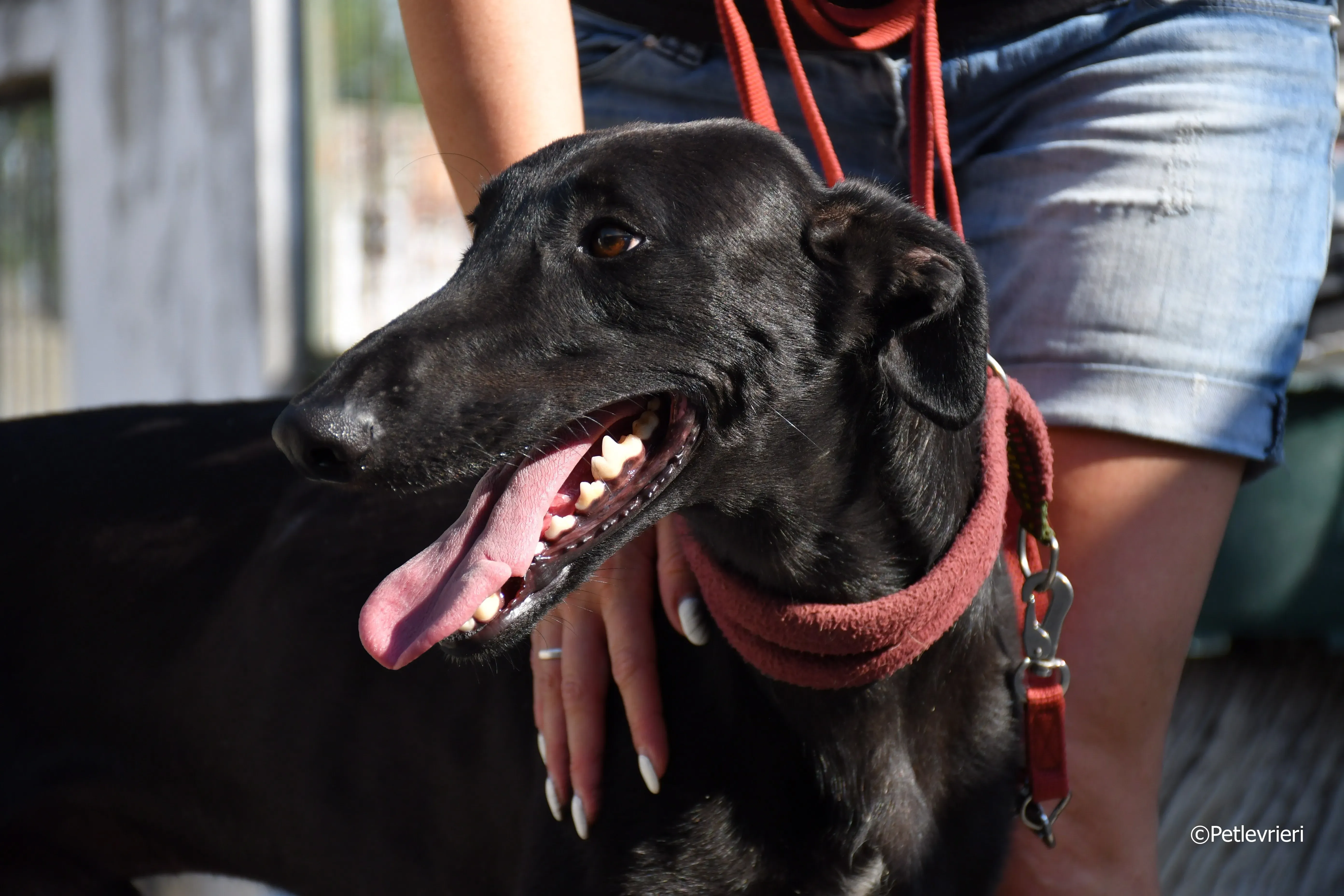 zar adozione levrieri galgo 19