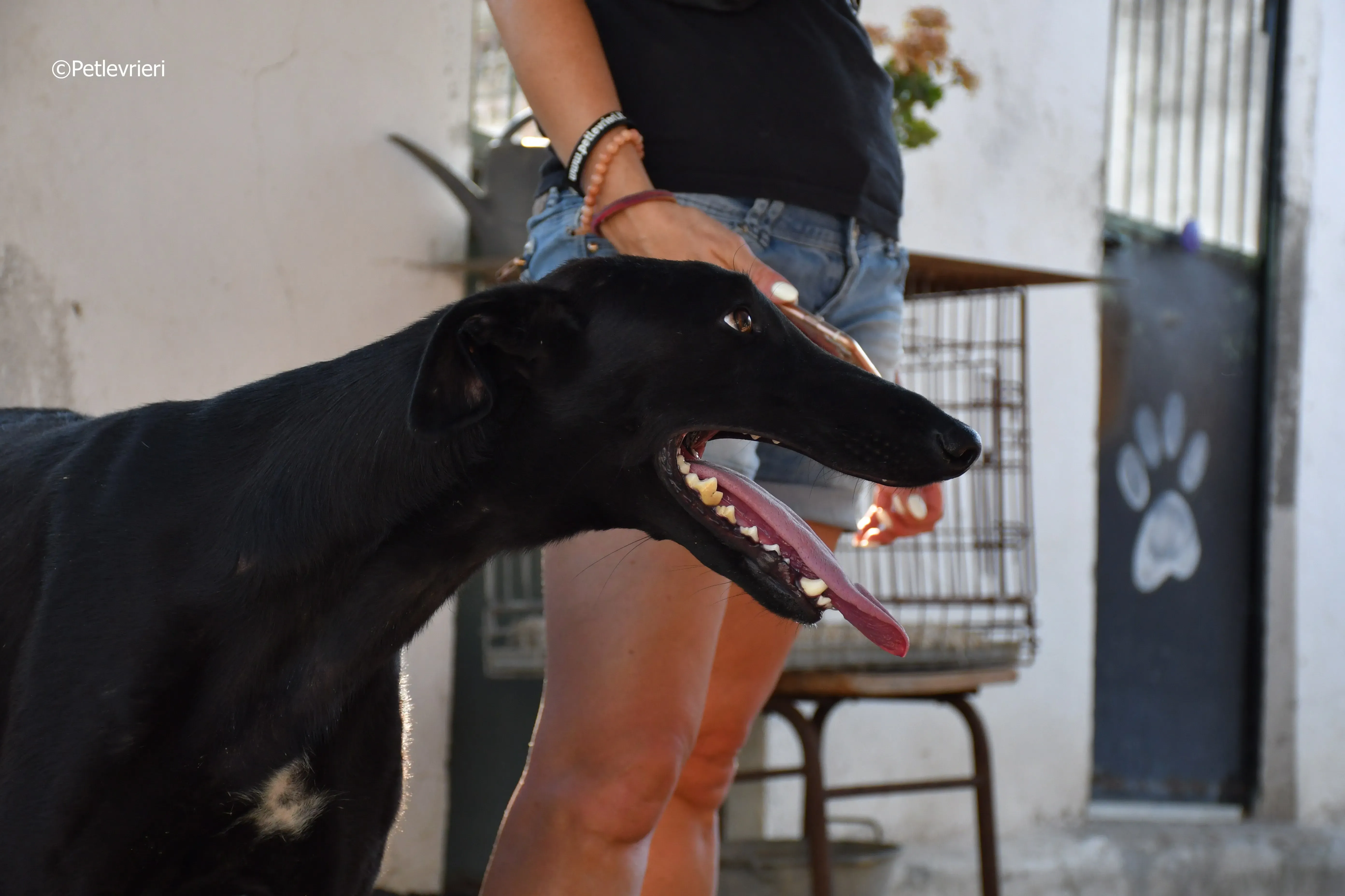 zar adozione levrieri galgo 2