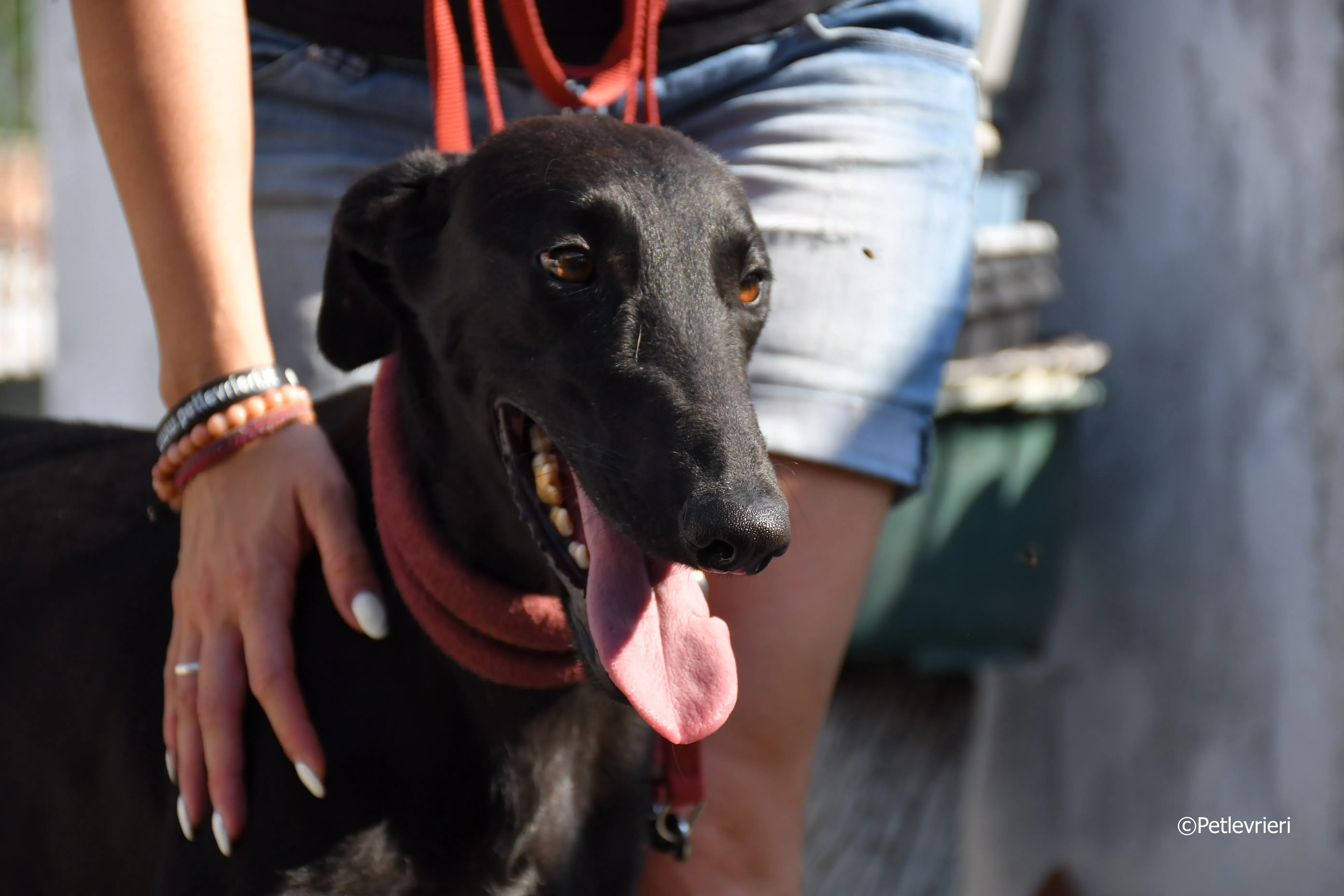 zar adozione levrieri galgo 20