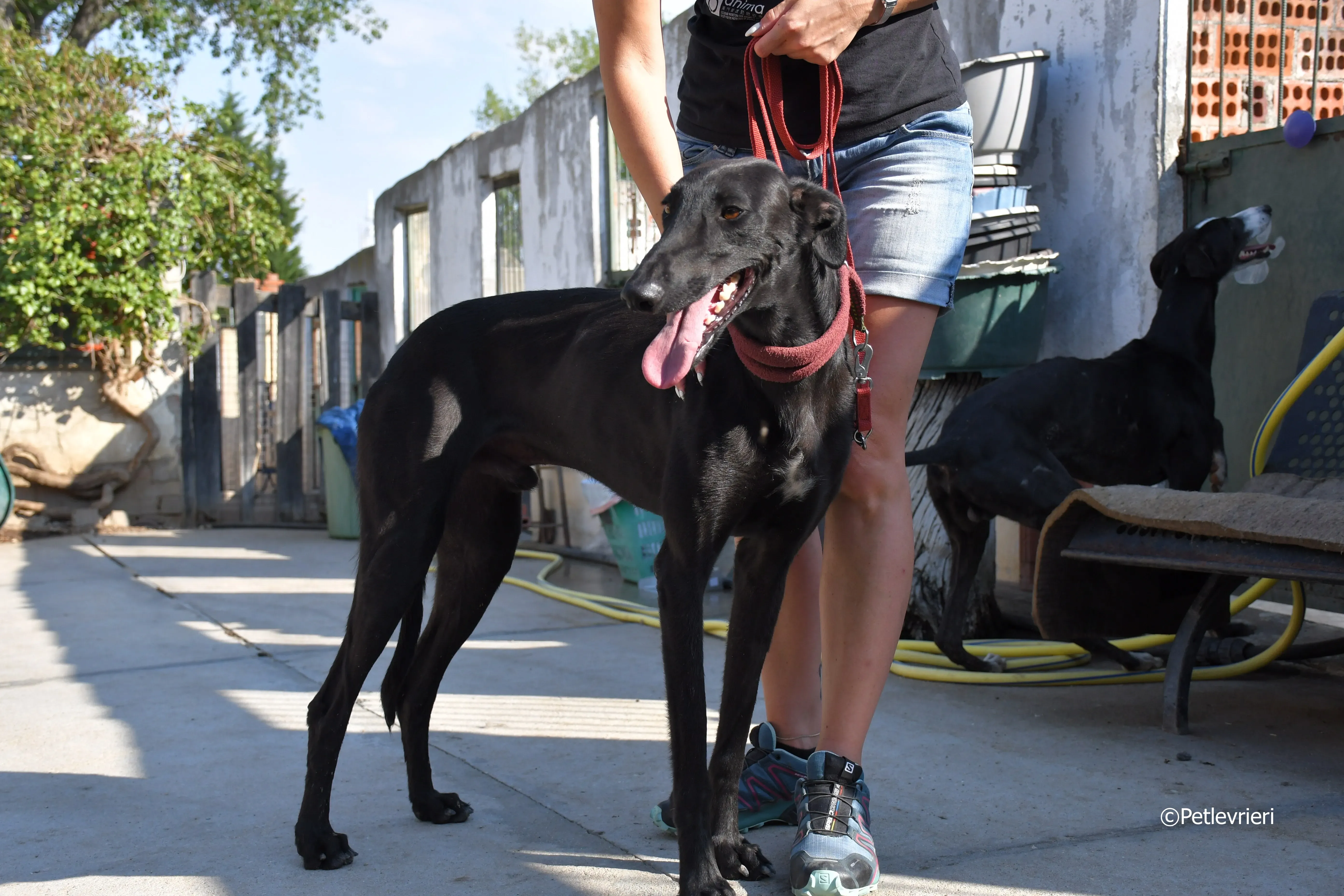 zar adozione levrieri galgo 21