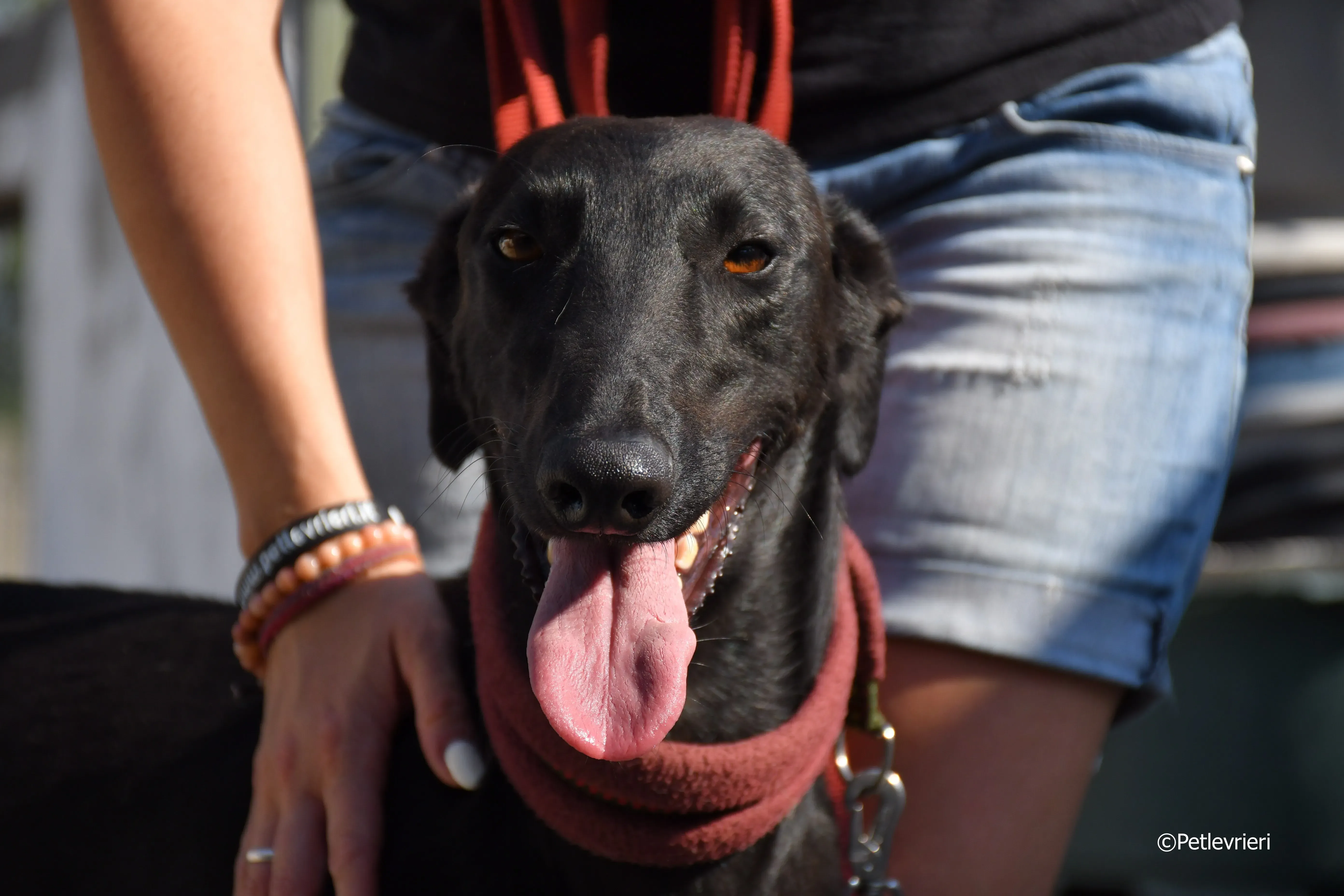 zar adozione levrieri galgo 22