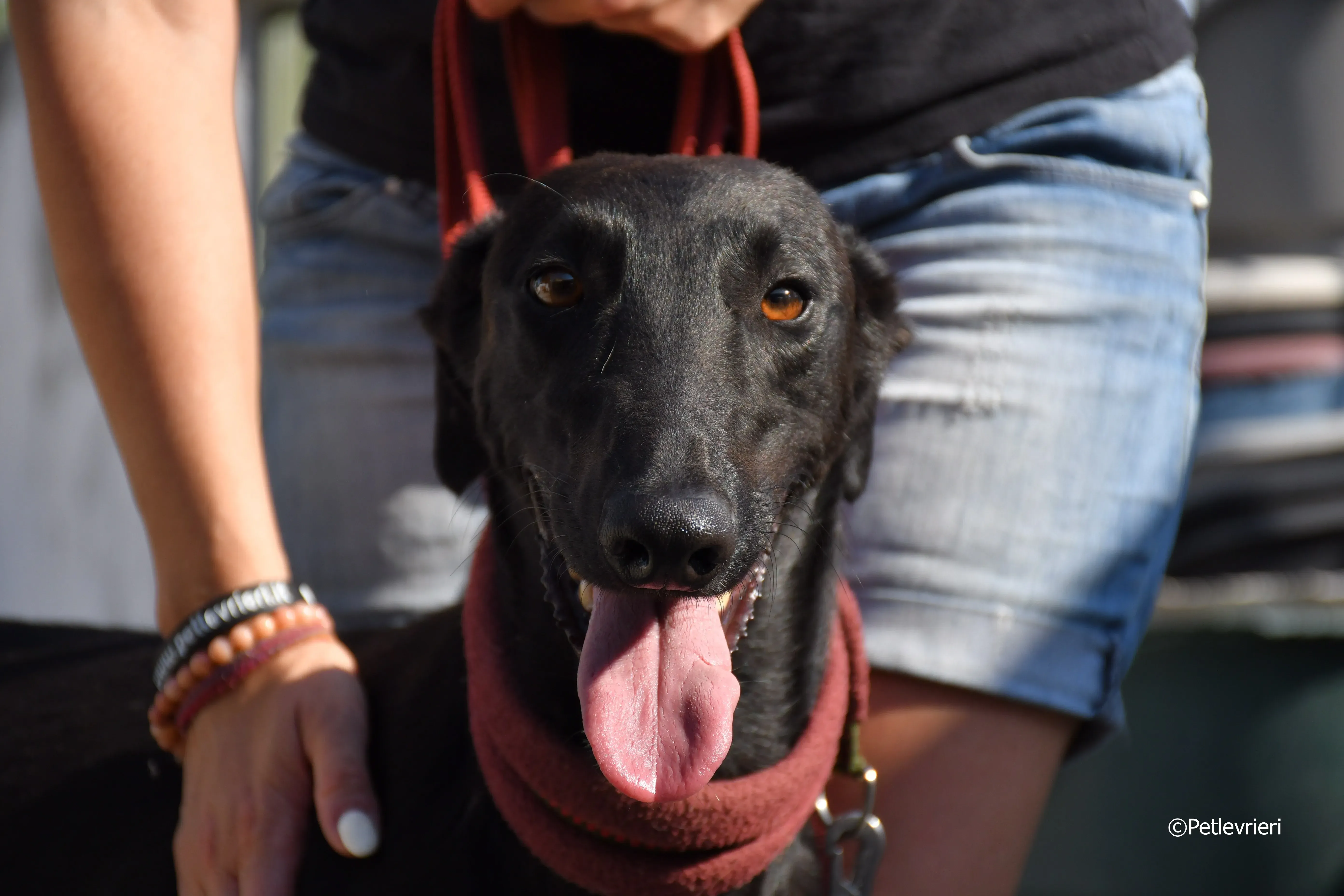 zar adozione levrieri galgo 23