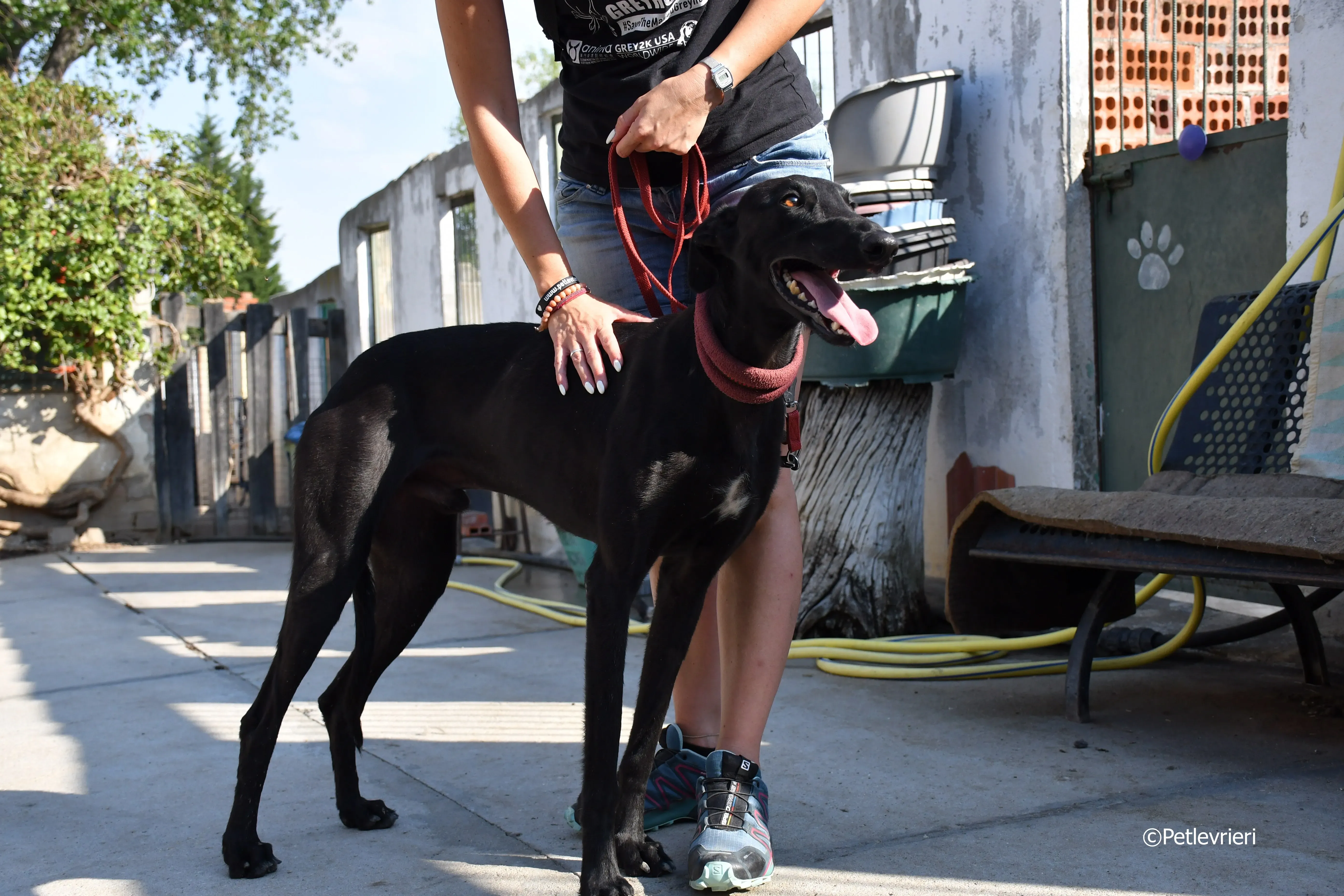 zar adozione levrieri galgo 24