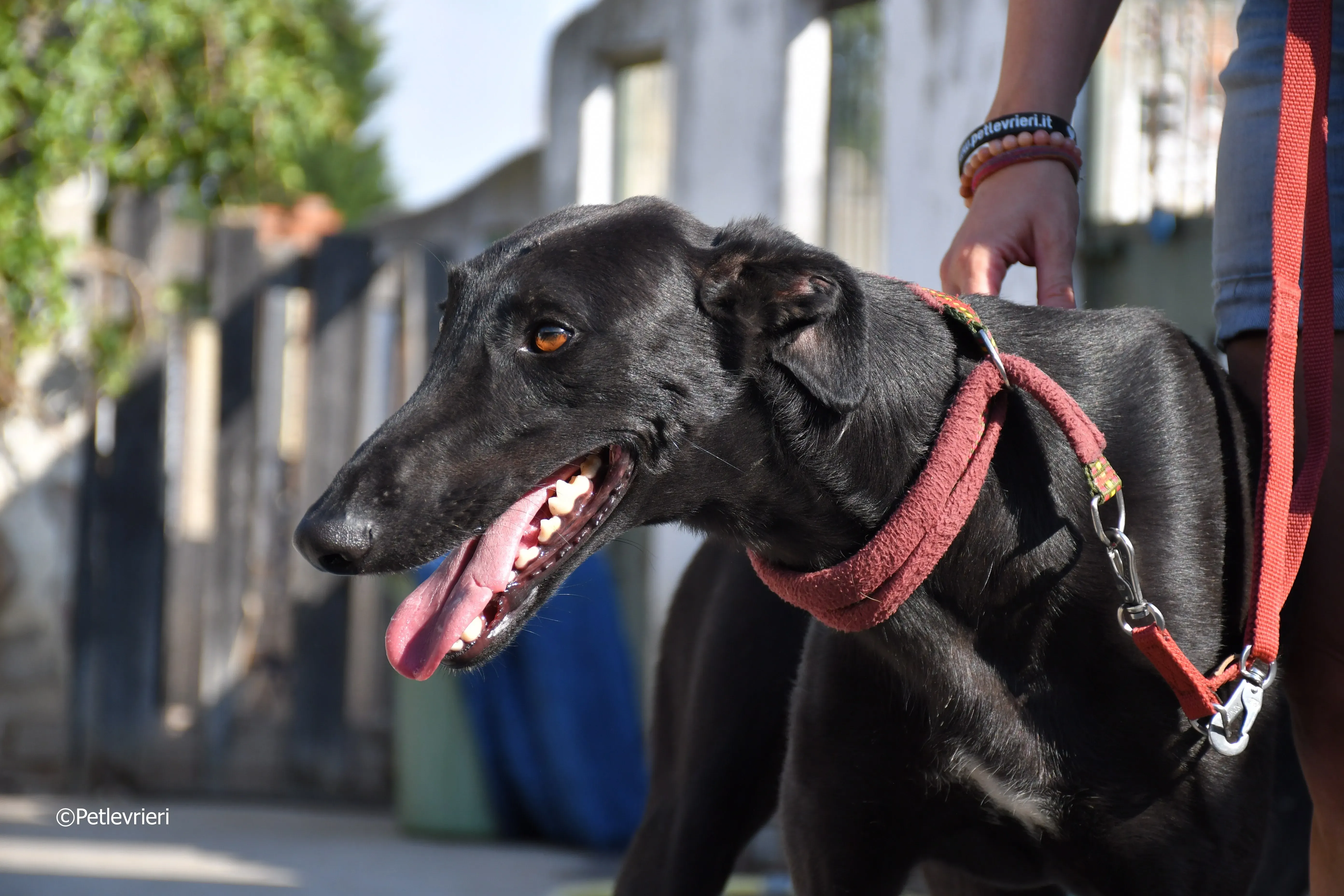 zar adozione levrieri galgo 25