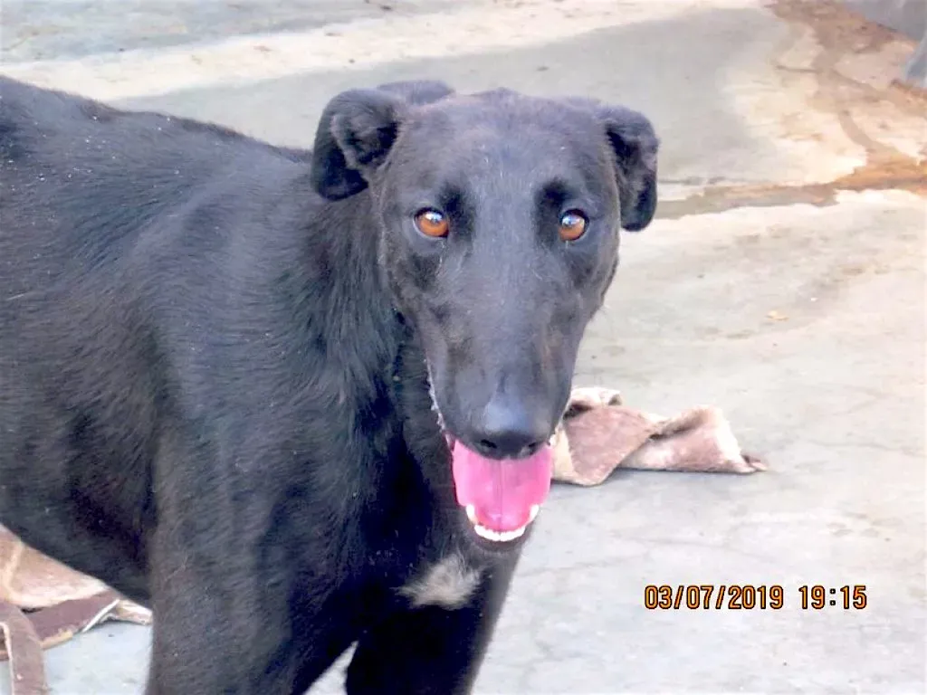 zar adozione levrieri galgo 1