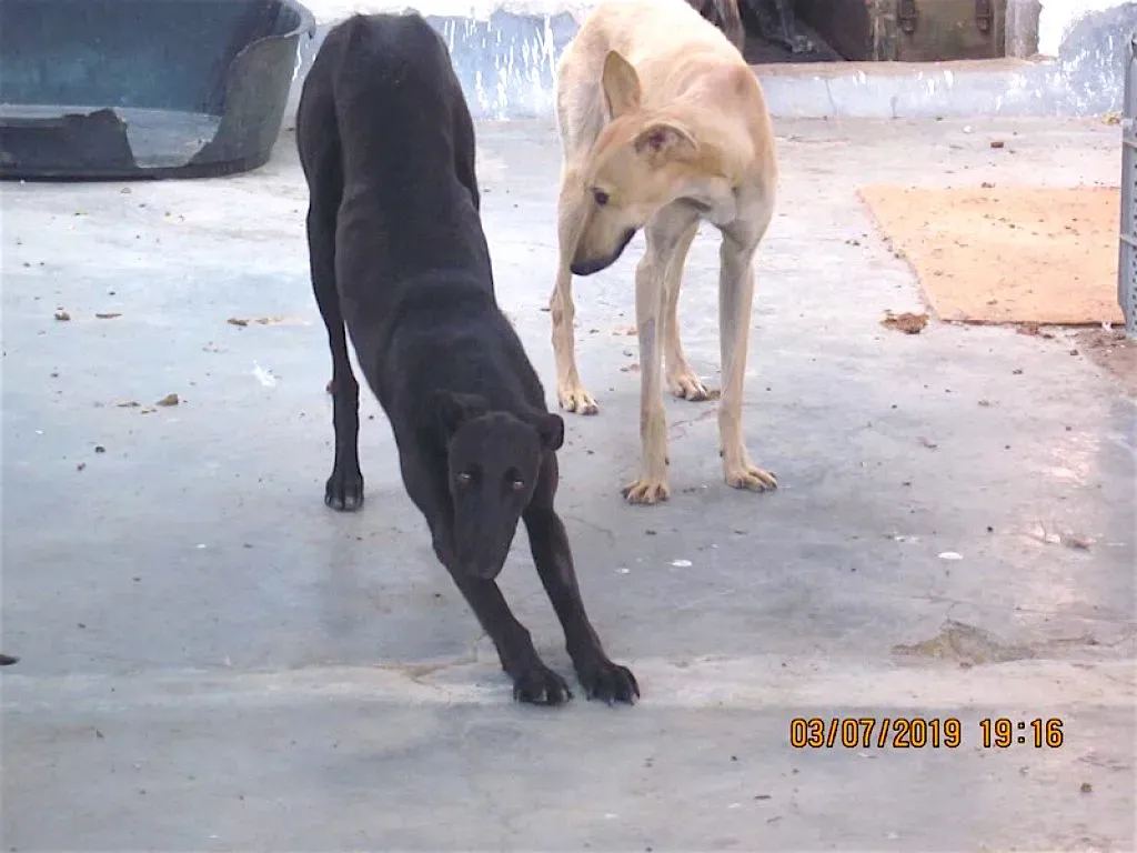 zar adozione levrieri galgo 2