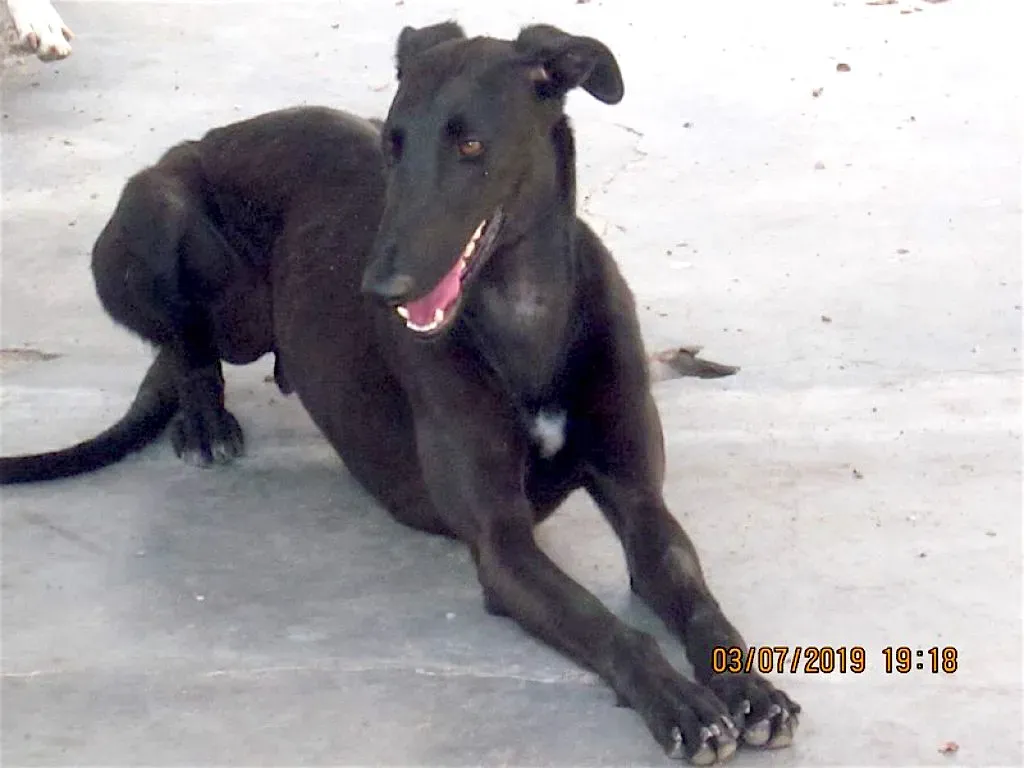 zar adozione levrieri galgo 3