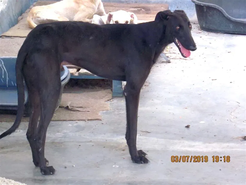 zar adozione levrieri galgo 4