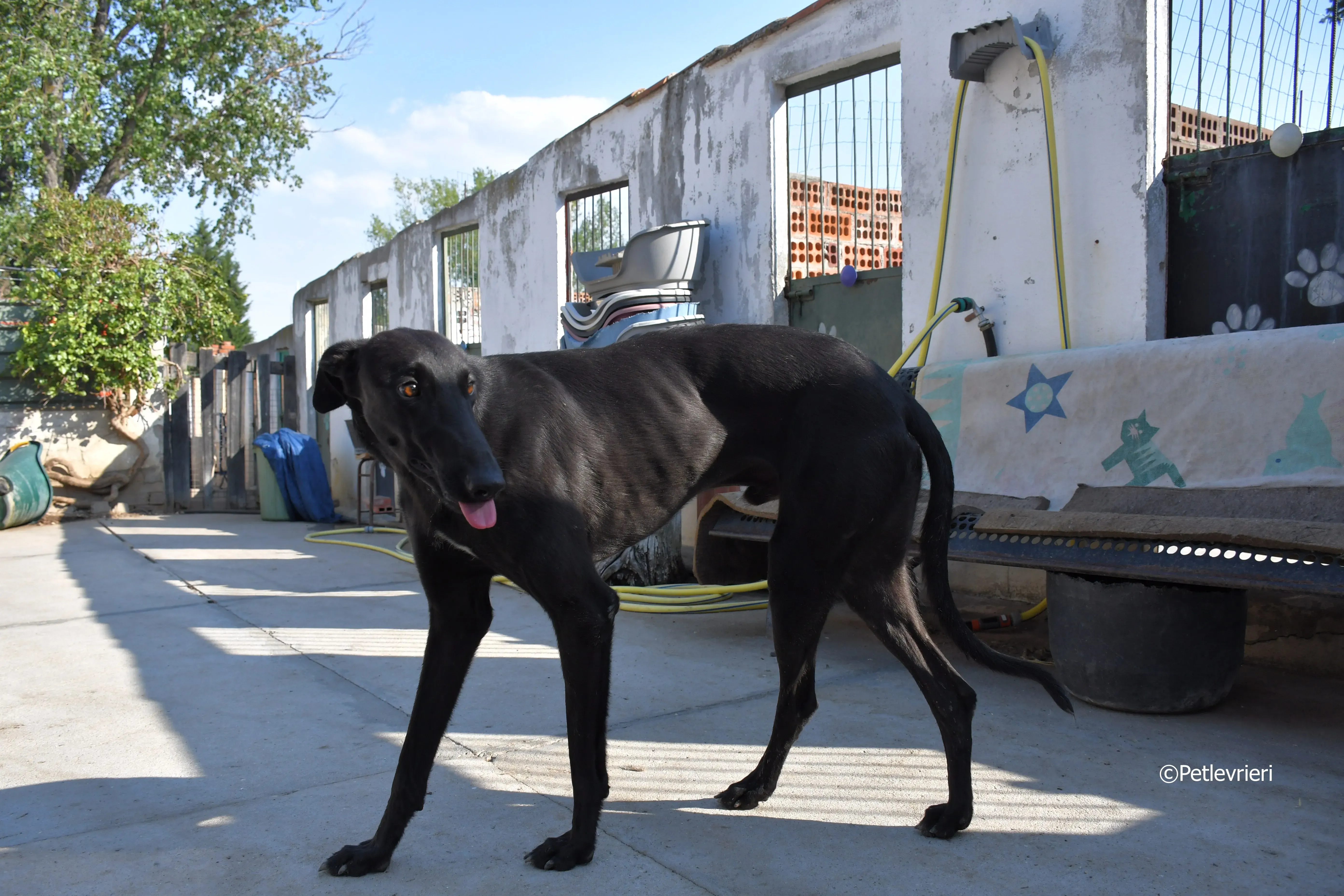 zar adozione levrieri galgo 3