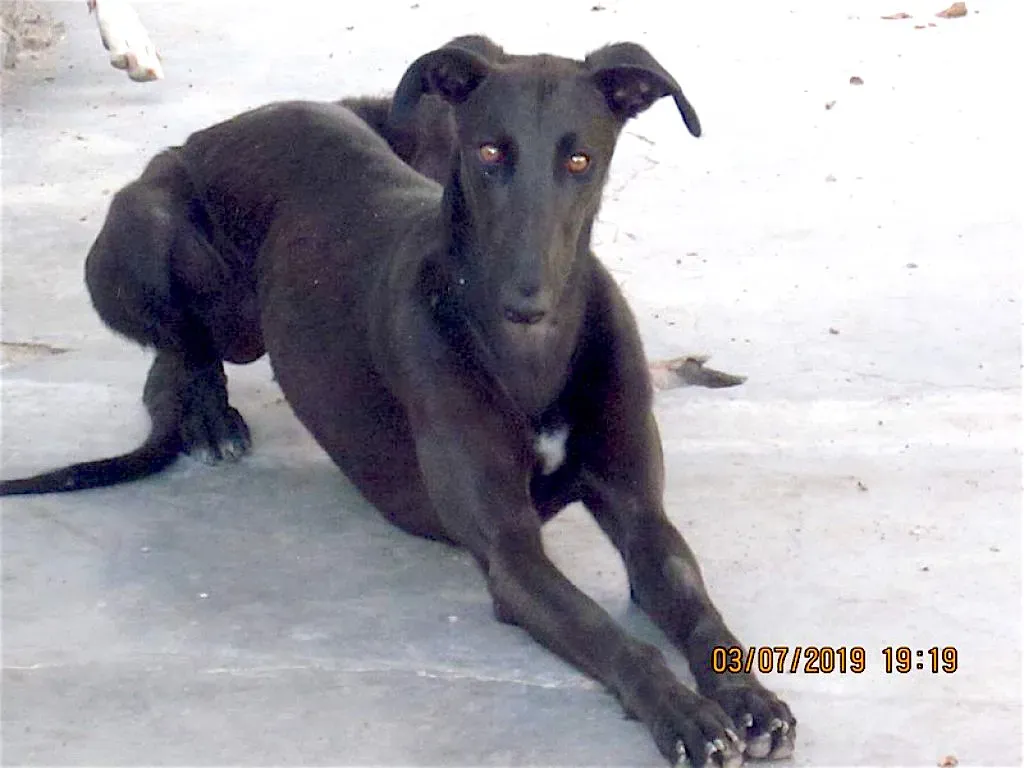 zar adozione levrieri galgo 5