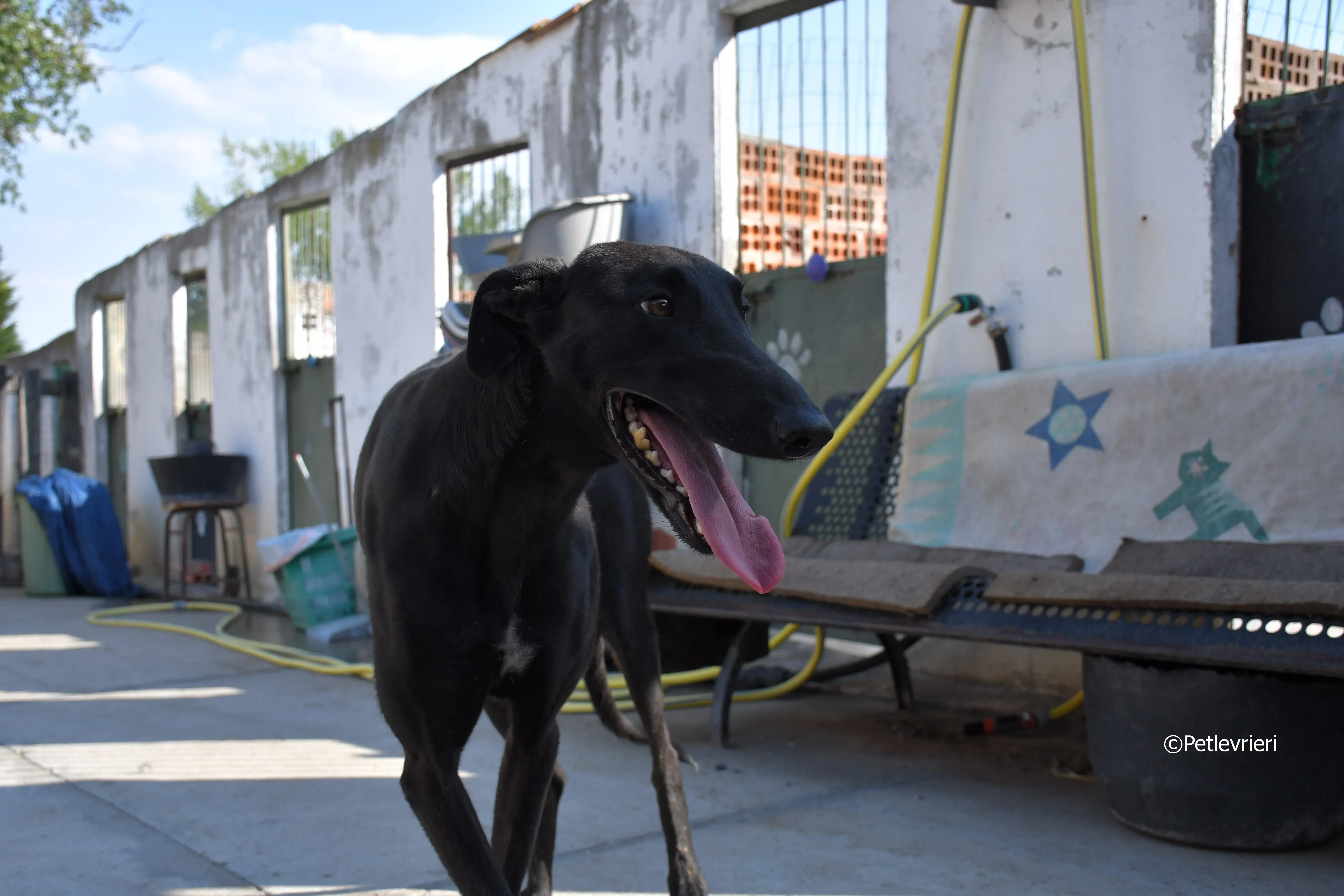 zar adozione levrieri galgo 4