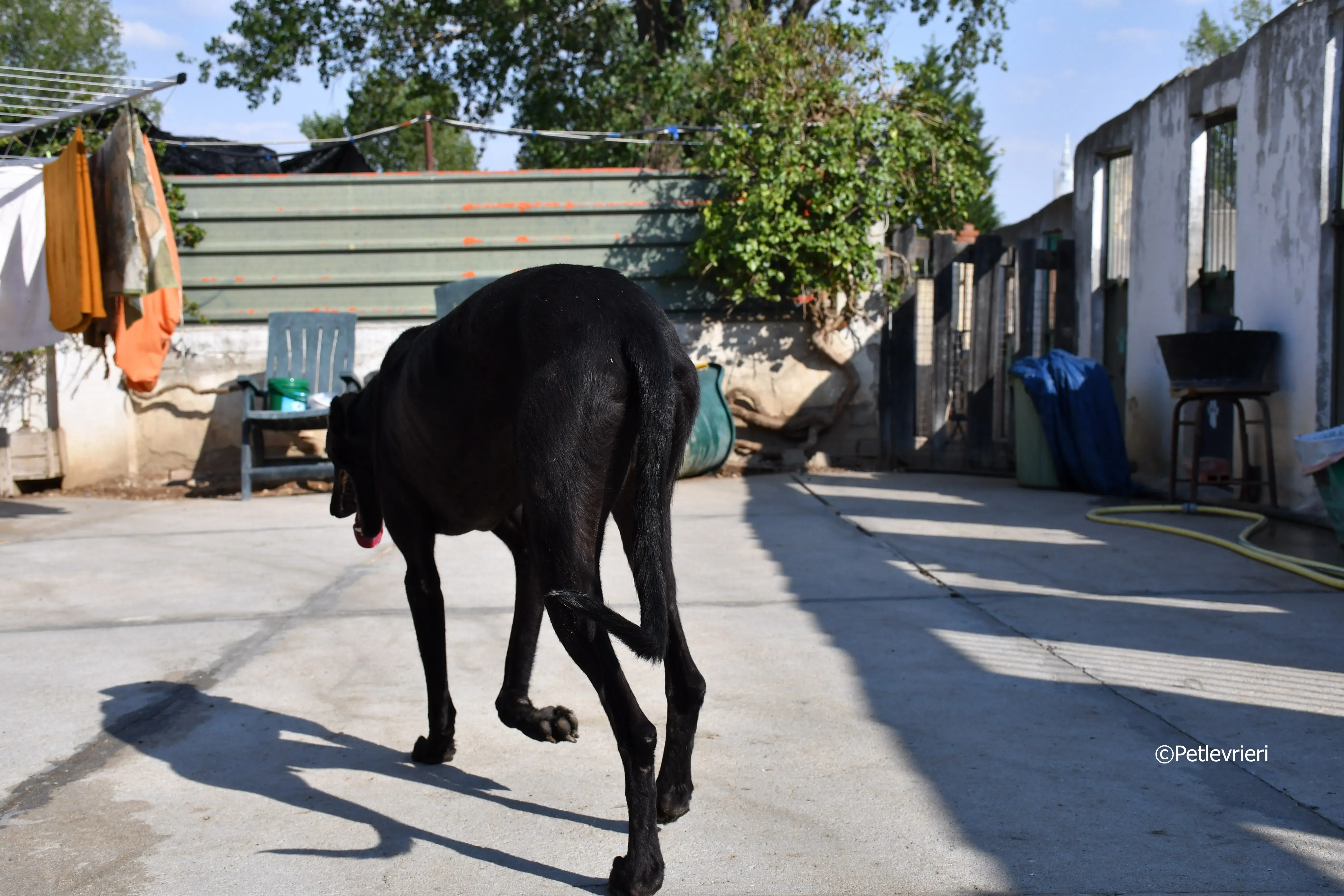 zar adozione levrieri galgo 5