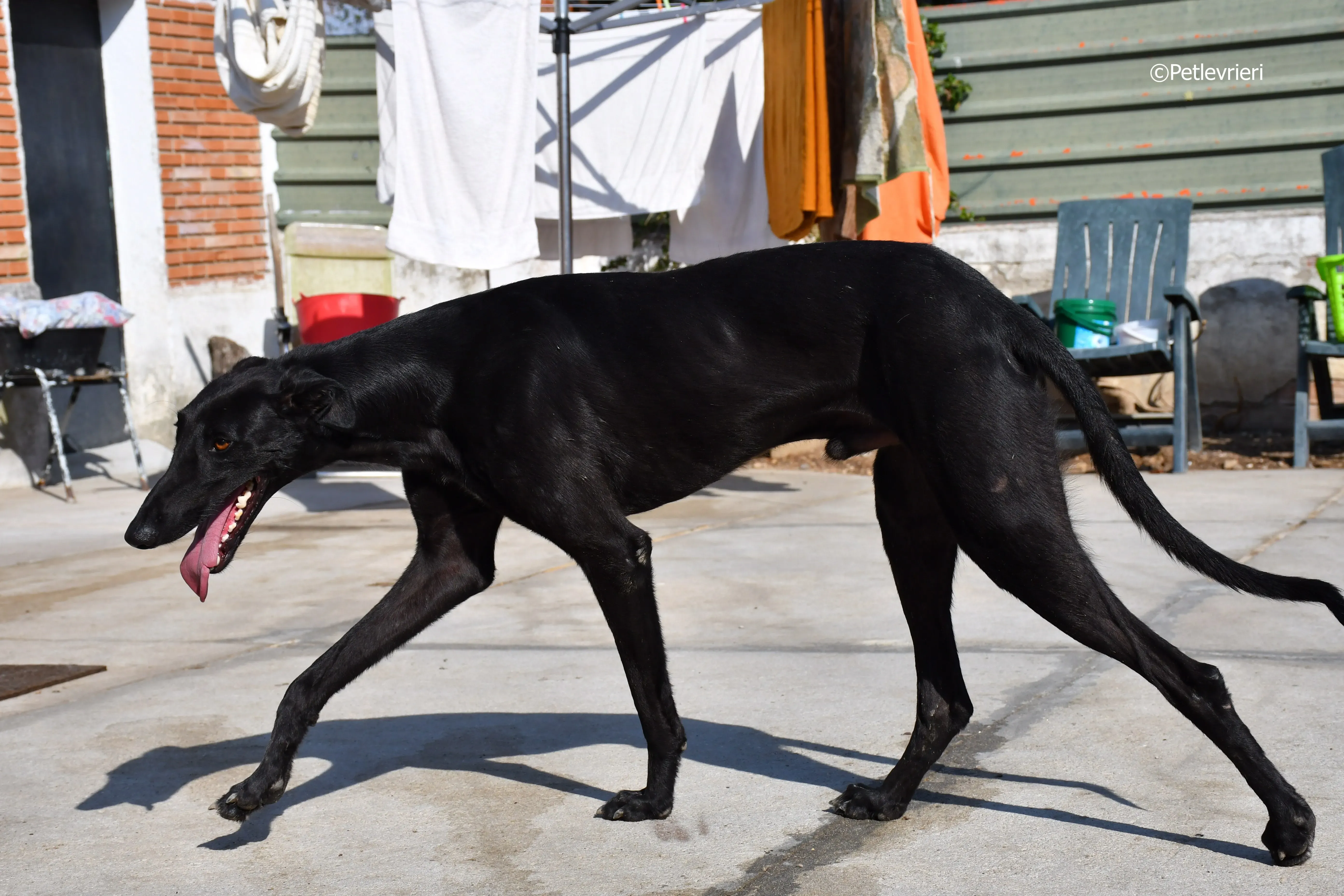 zar adozione levrieri galgo 6