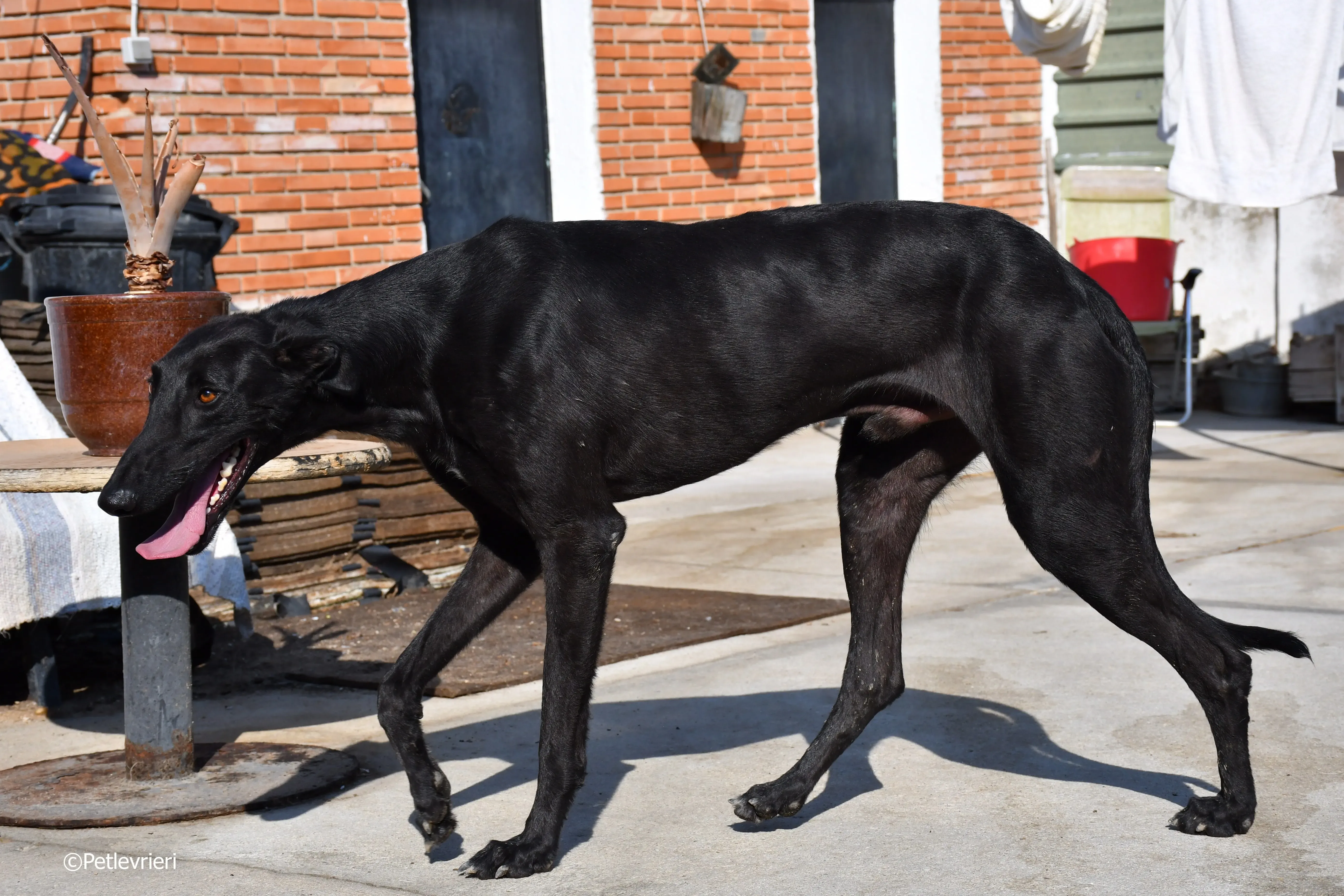 zar adozione levrieri galgo 7